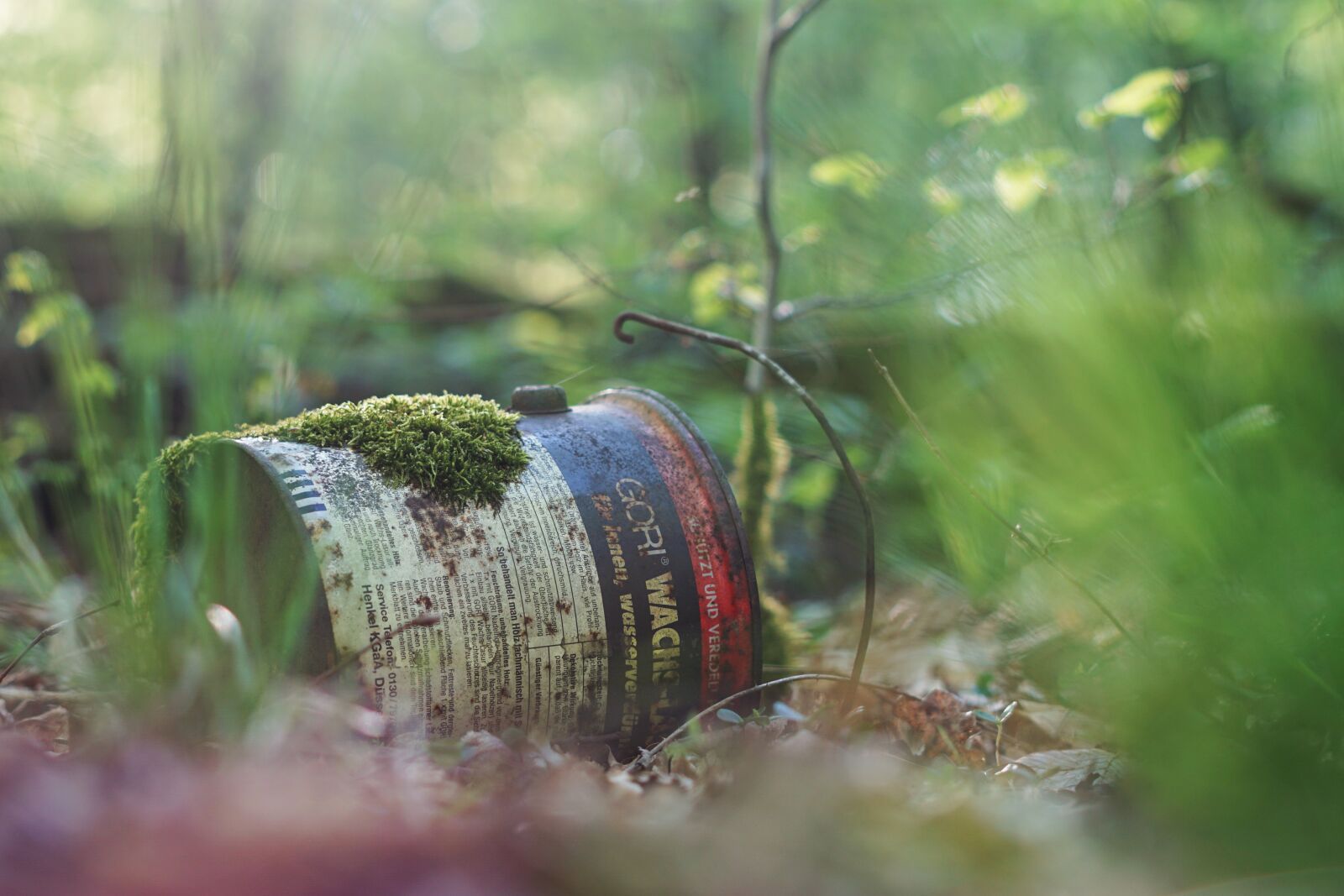 Sony a6000 sample photo. Wood, nature, tree photography