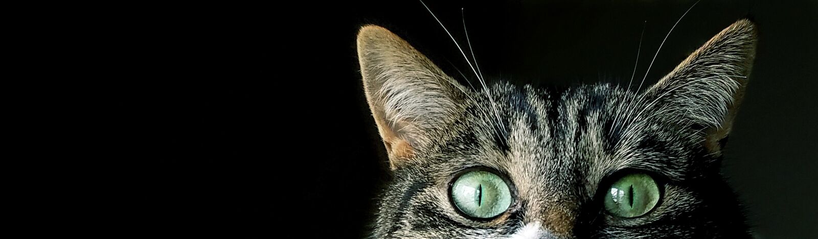 Samsung Galaxy S7 sample photo. Cat, eyes, sneaky photography