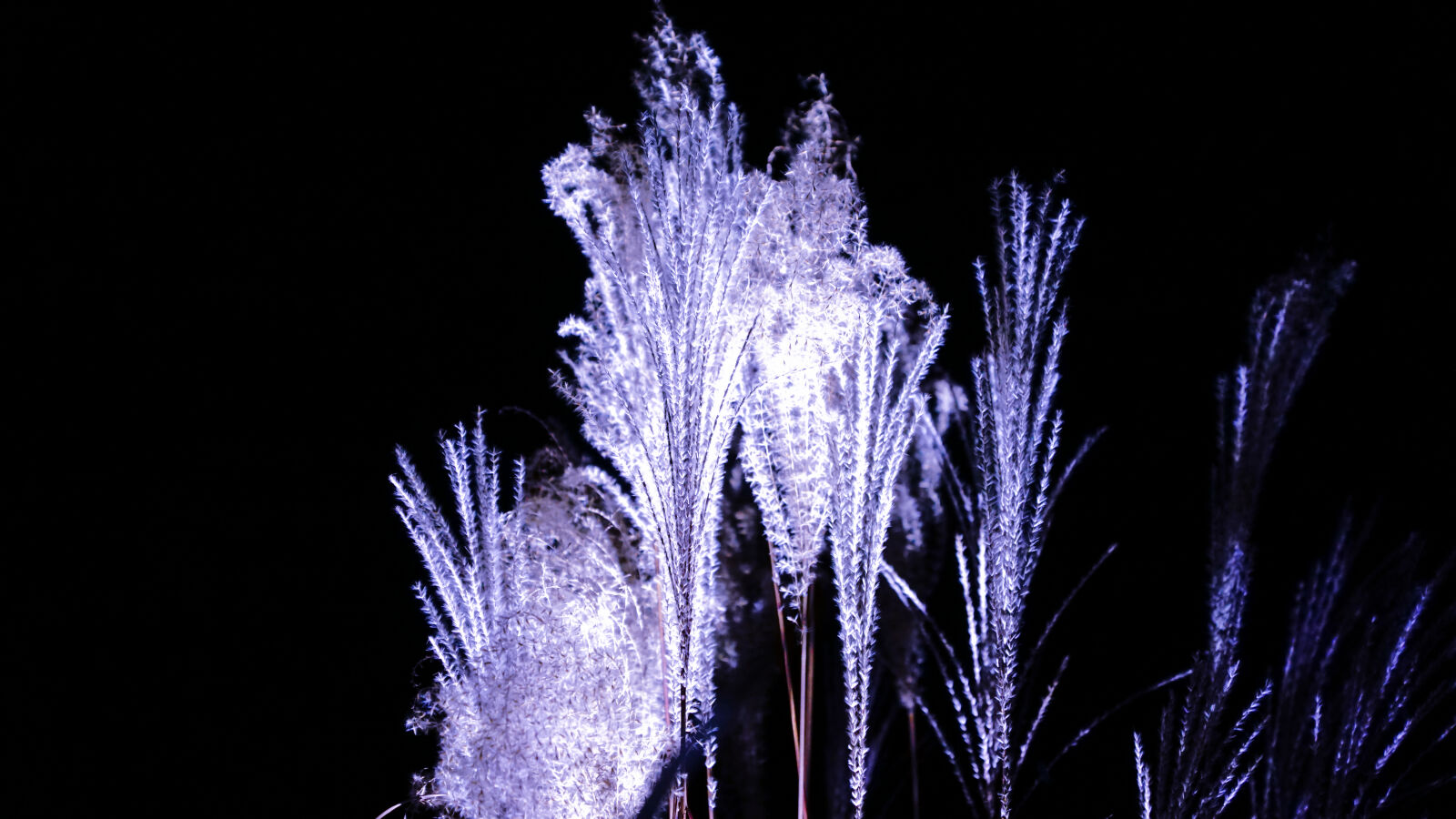Sony DT 16-50mm F2.8 SSM sample photo. Nature, grass, nightly photography