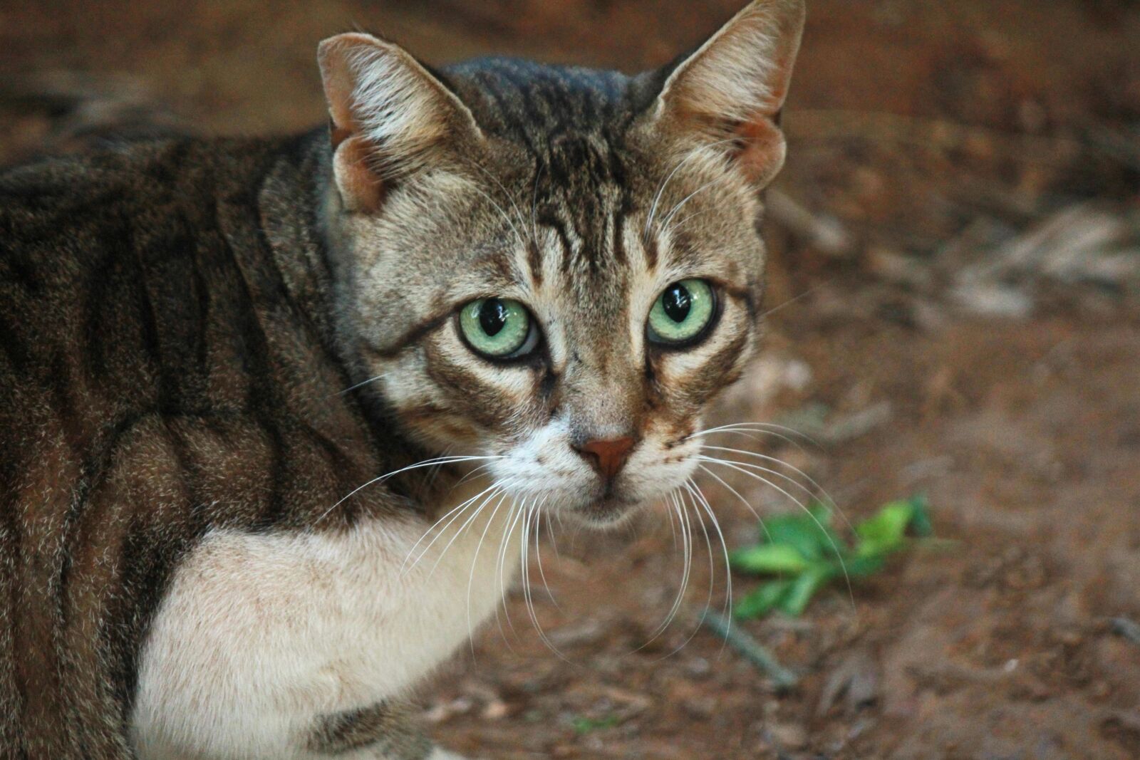 Canon EOS 600D (Rebel EOS T3i / EOS Kiss X5) sample photo. Cat, feline, animal, kitten photography