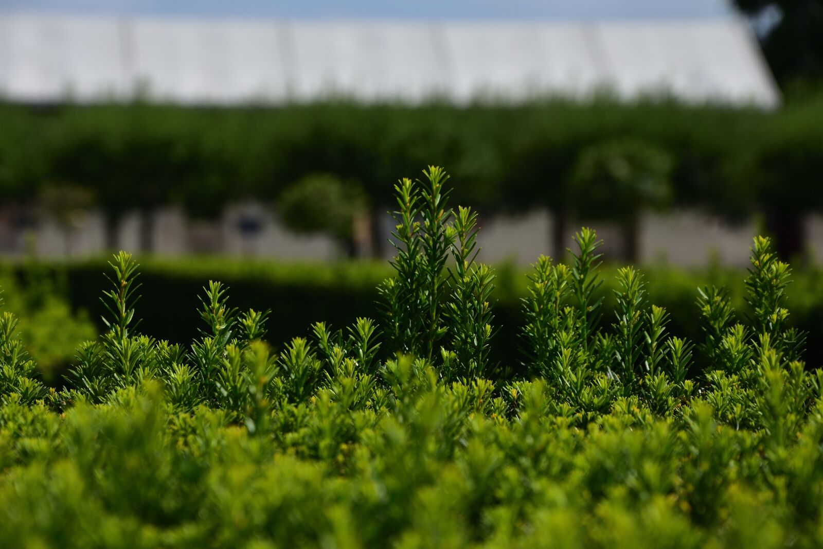 Nikon D3400 sample photo. Ornamental shrubs, summer, green photography