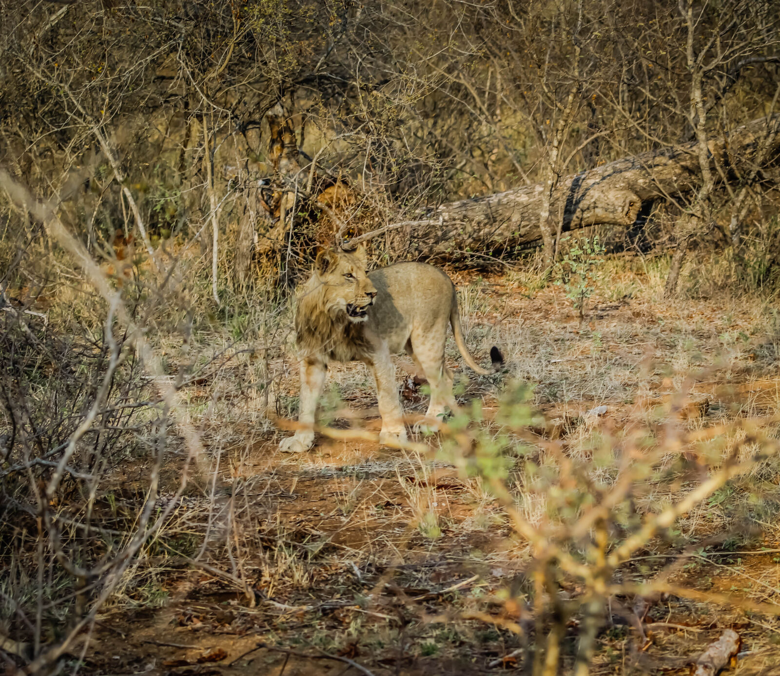 Canon EOS 60D sample photo. Lion, cub, safari, south photography