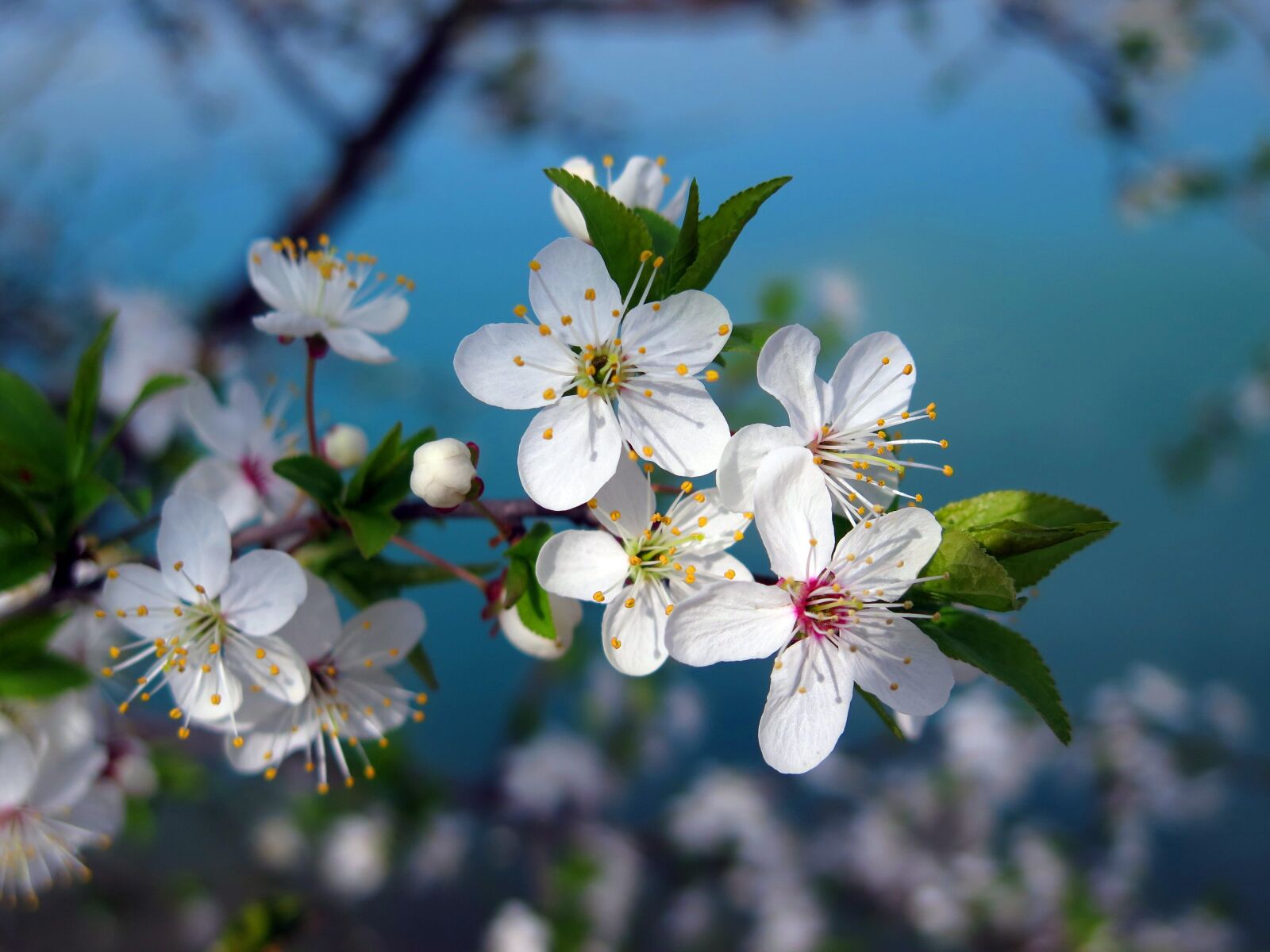 Canon PowerShot G16 sample photo. Cherry tree, cherry blossom photography