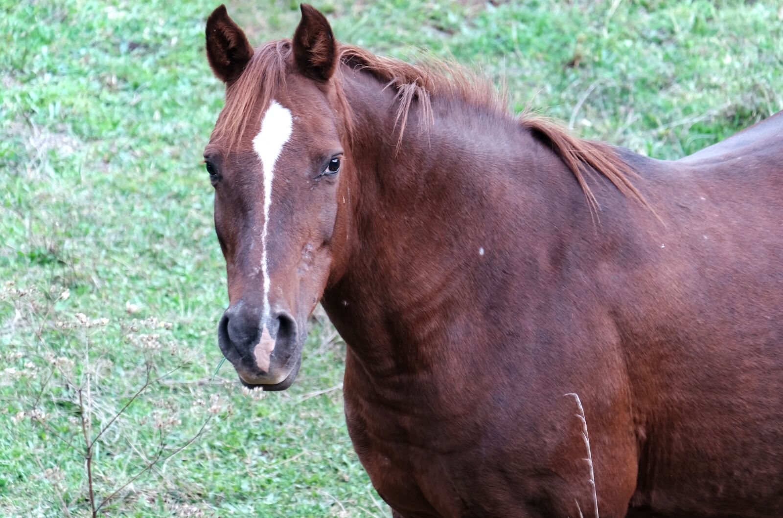 Fujifilm X-A2 + Fujifilm XC 50-230mm F4.5-6.7 OIS II sample photo. Horse, animal, nature photography