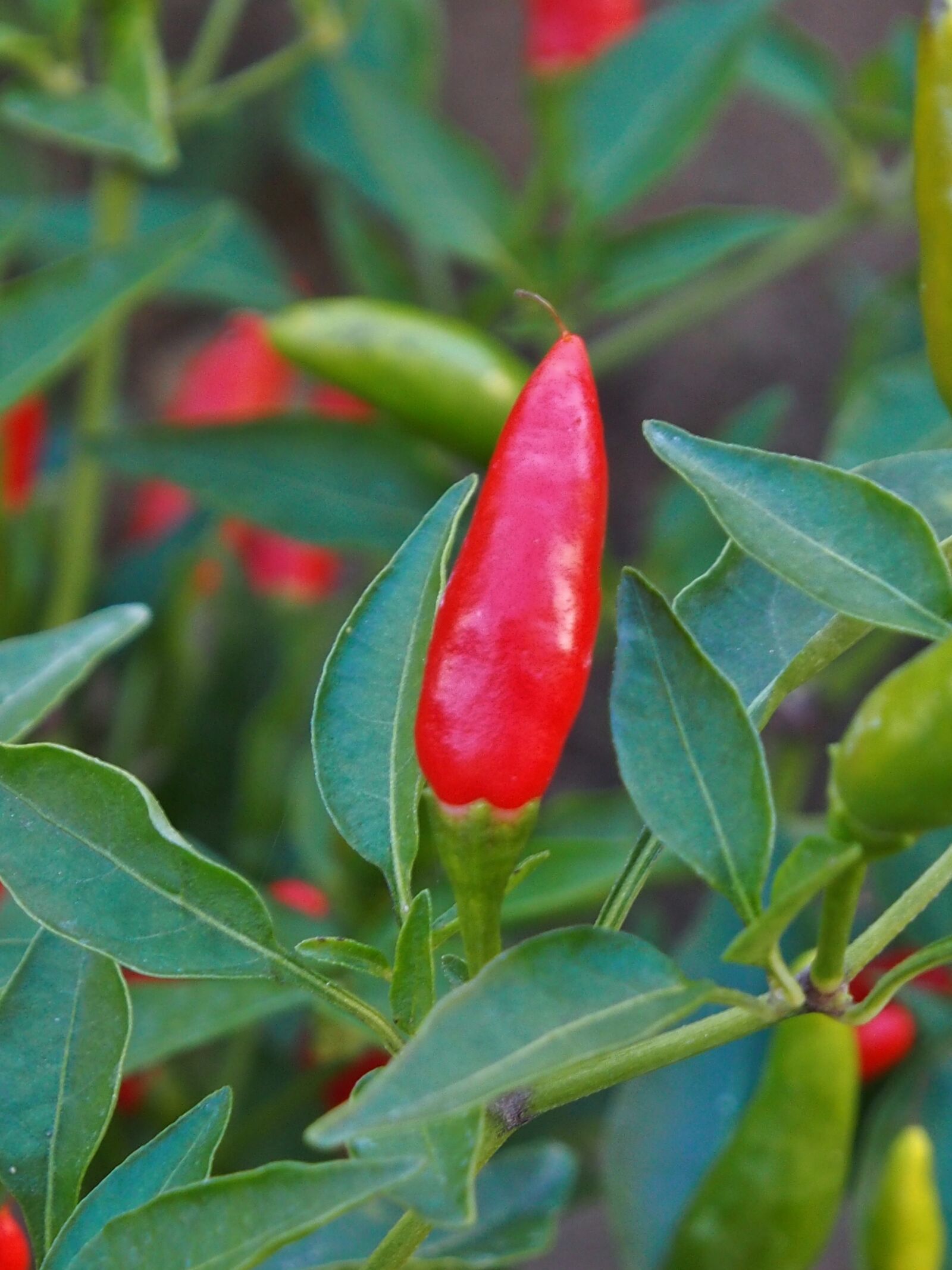 Olympus OM-D E-M5 + OLYMPUS M.12-50mm F3.5-6.3 sample photo. Chilli, pod, red photography