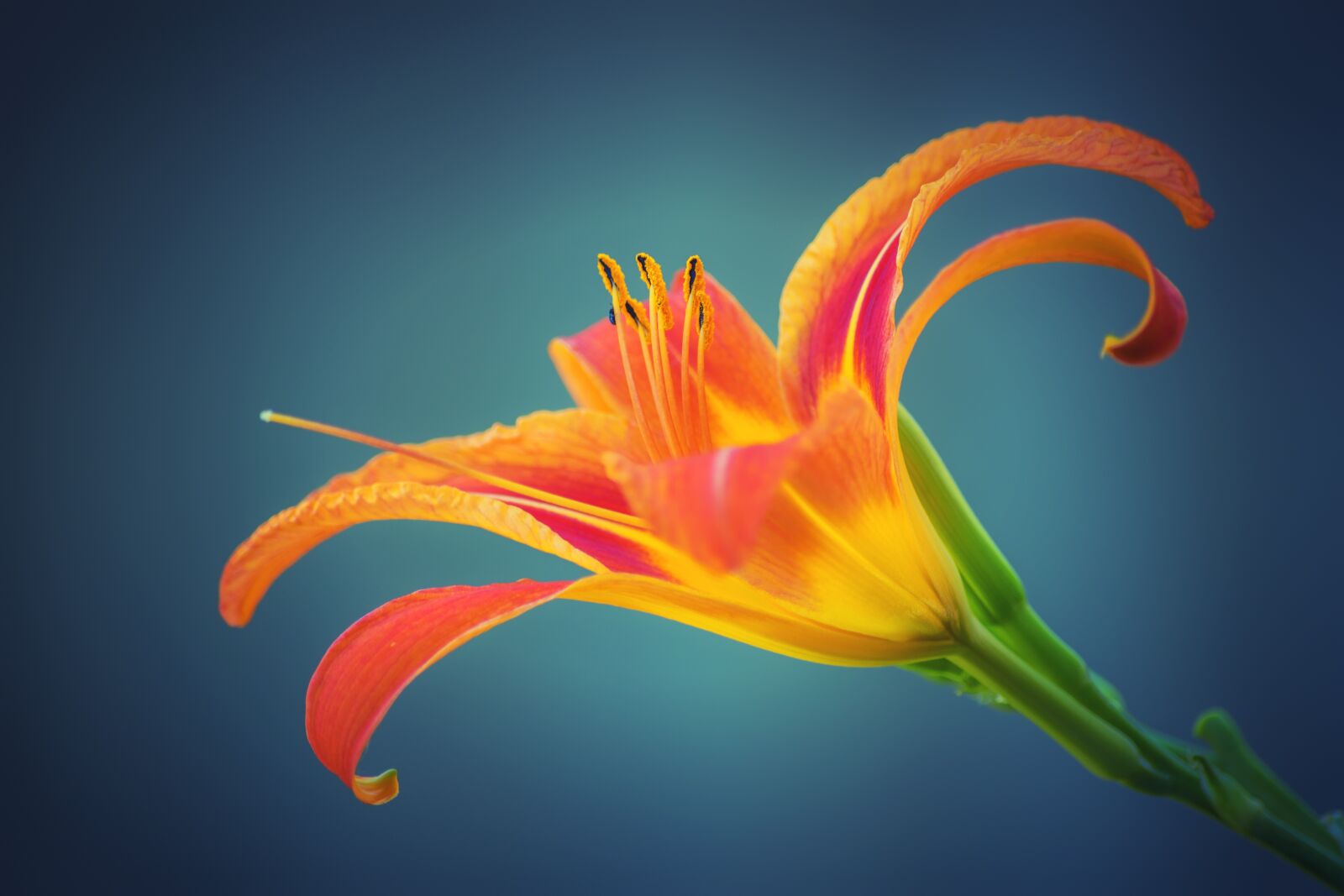 Nikon D5500 sample photo. Lily, flower, plant photography