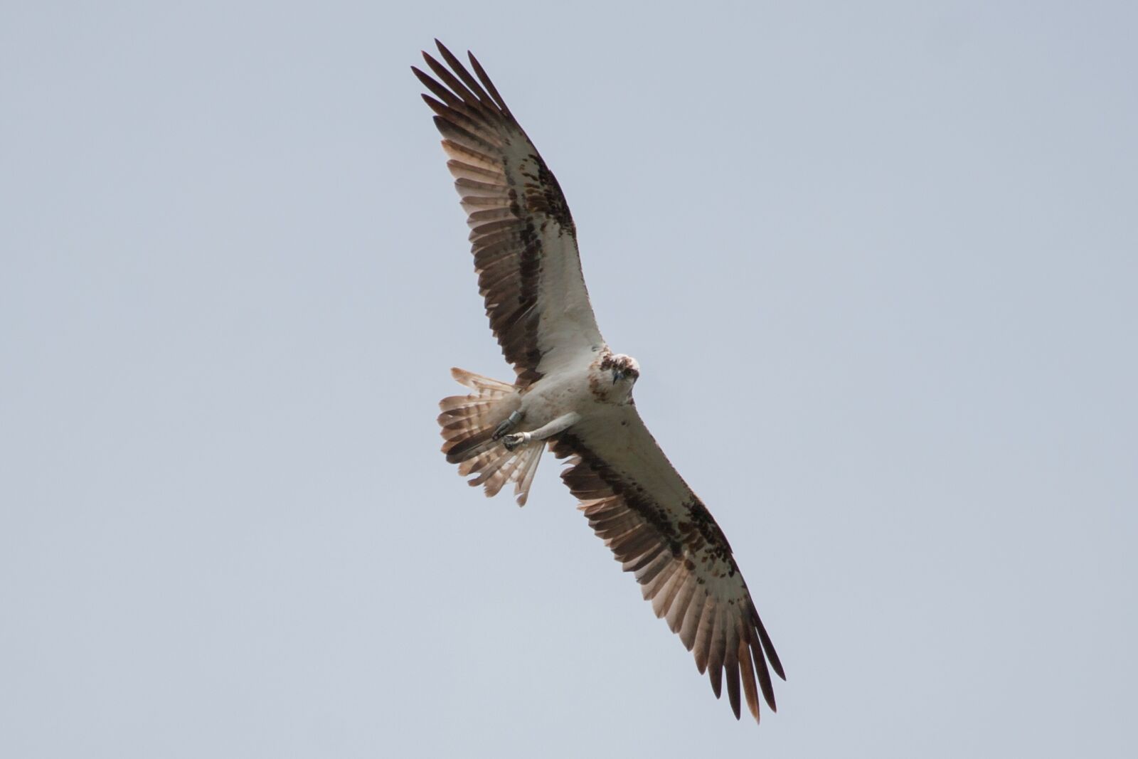 Canon EOS 30D sample photo. Osprey, m ritz, mecklenburgische photography