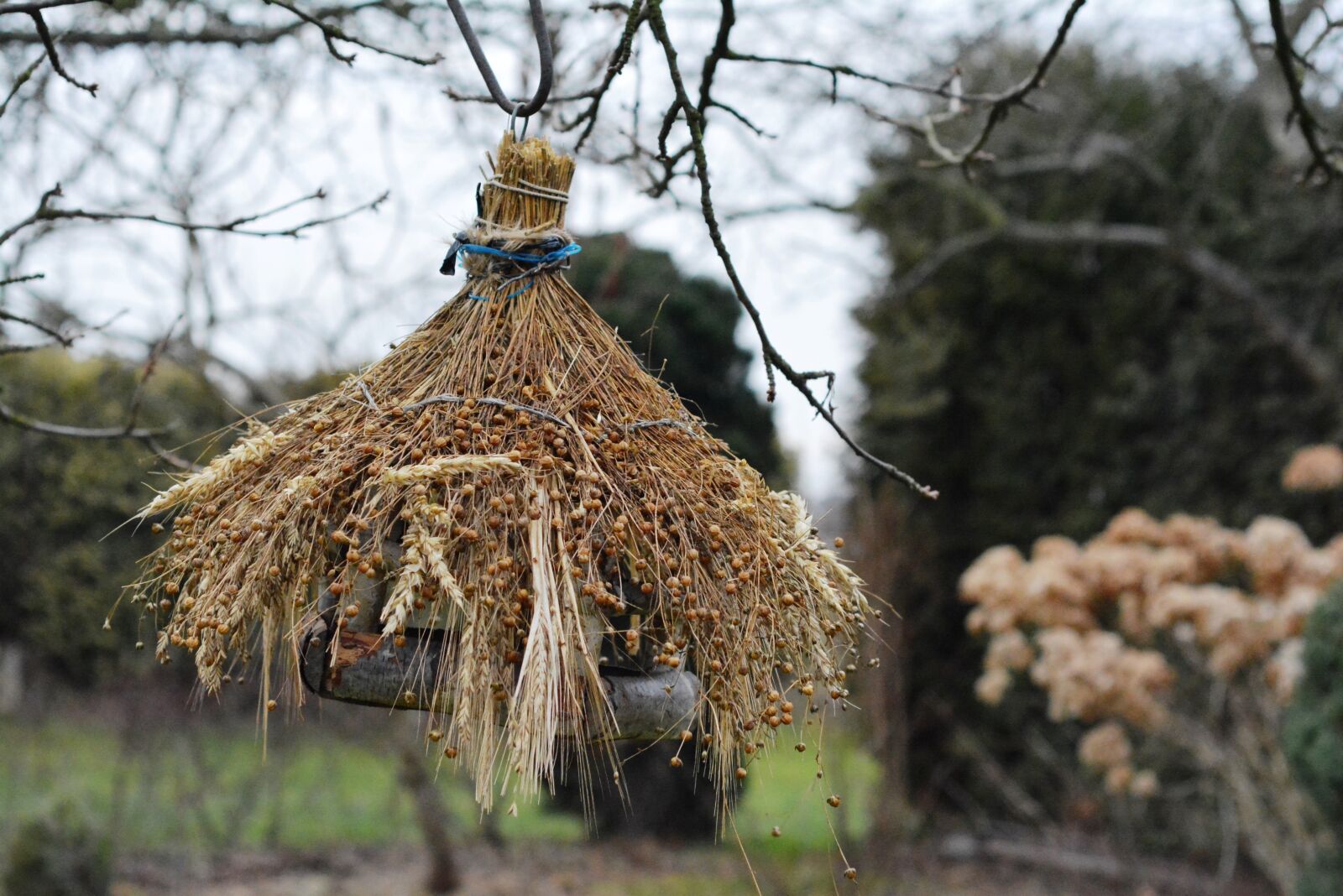 Nikon D5200 sample photo. Bird feeding tray, feed photography