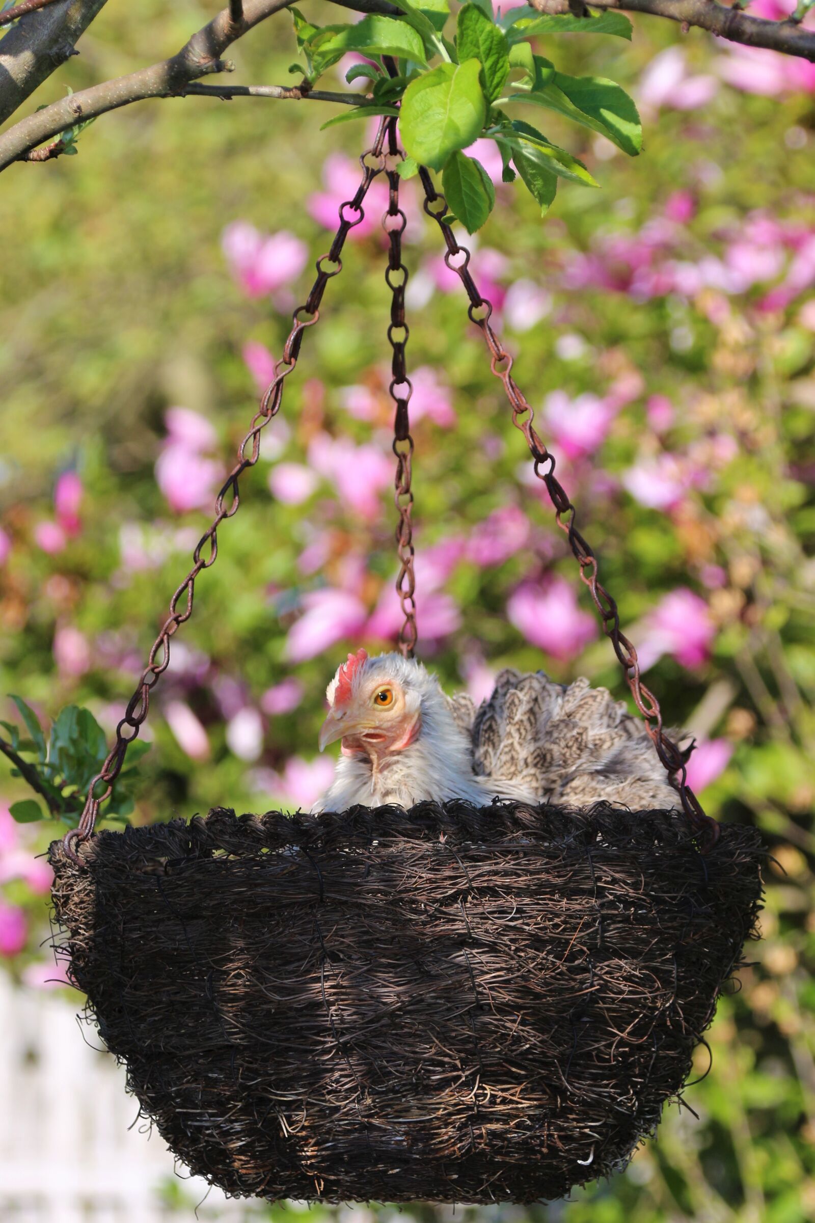Canon EOS 700D (EOS Rebel T5i / EOS Kiss X7i) sample photo. Chicken, hen, animal photography