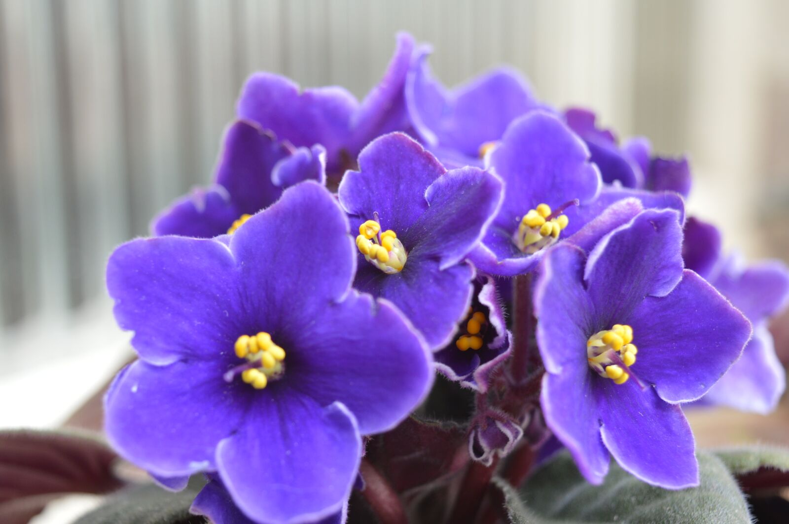 Nikon D3200 sample photo. Flower, purple, beauty photography
