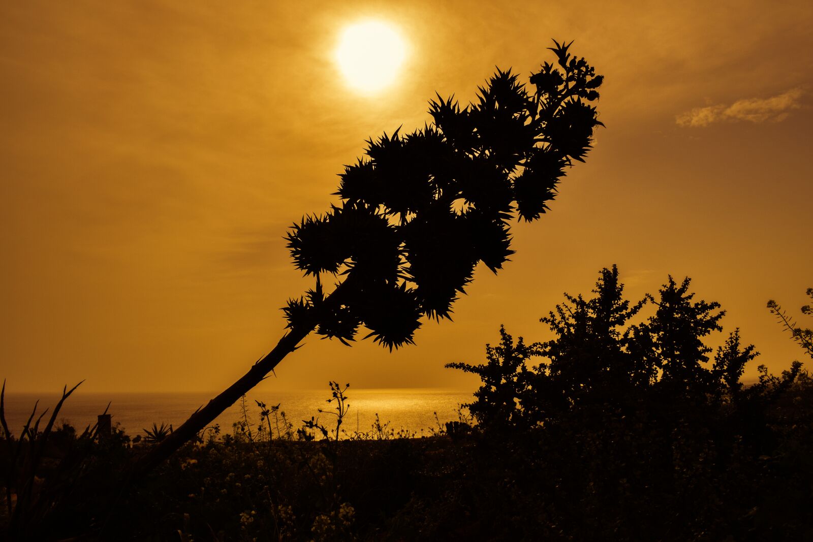 Nikon D3300 sample photo. Tree, sunset, nature photography