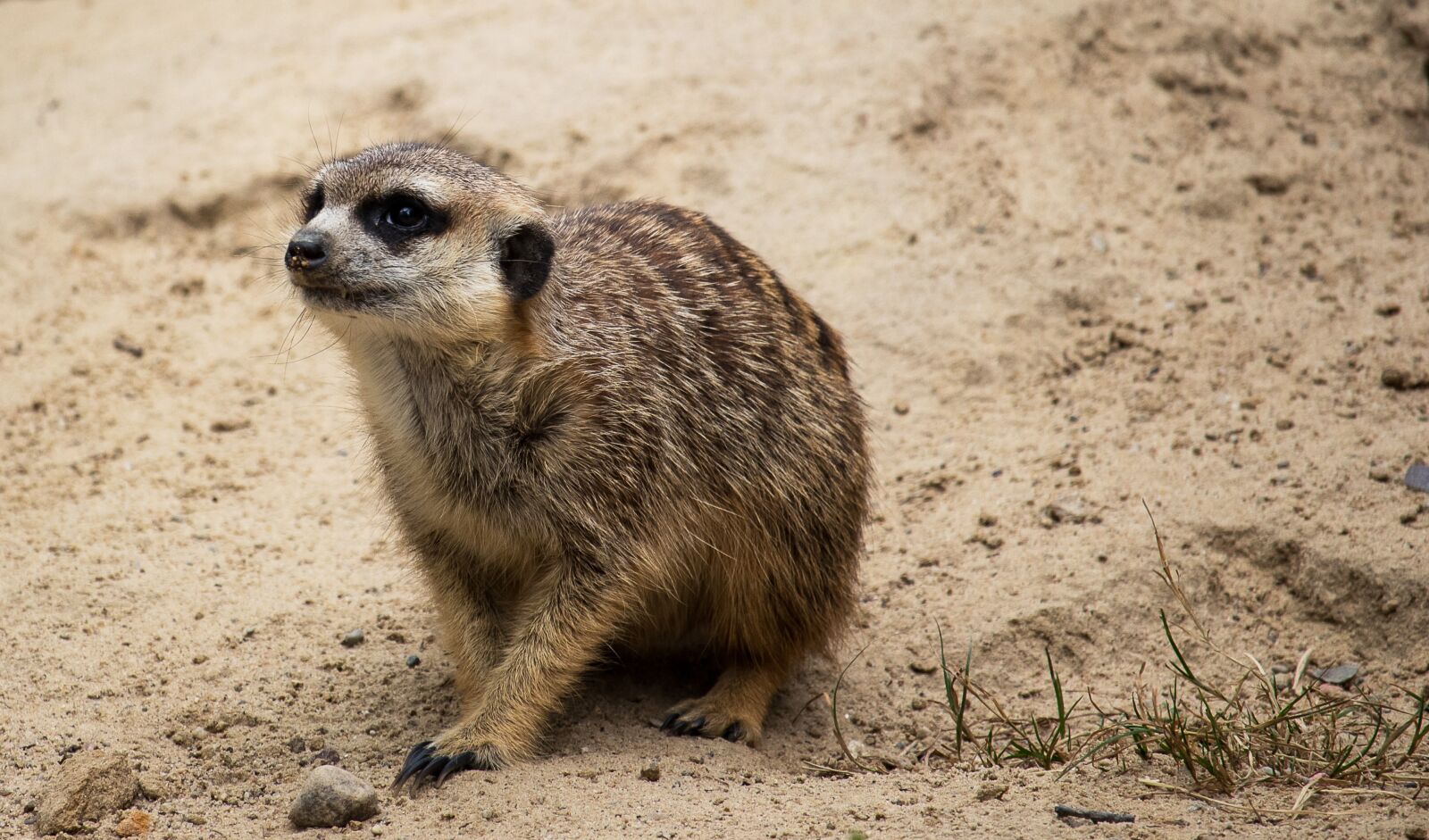 Canon EF-S 55-250mm F4-5.6 IS STM sample photo. Meerkat, mammal, animal photography