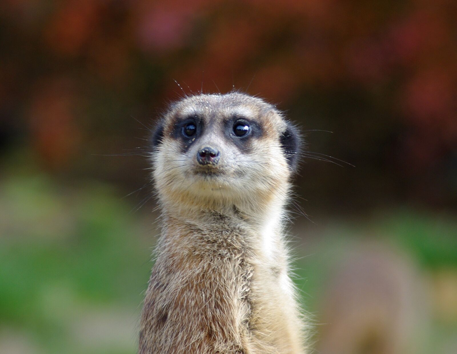 Pentax K-m (K2000) sample photo. Meerkat, animal, zoo photography