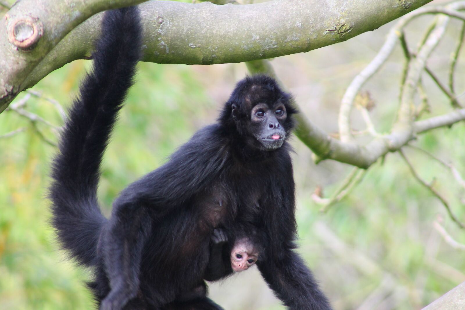 Canon EF75-300mm f/4-5.6 sample photo. Monkey, primate, mammal photography