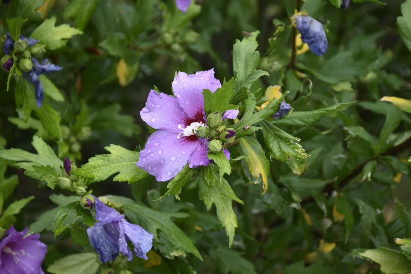 Nikon D5600 sample photo. Hibiscus, shrub, purple flowers photography