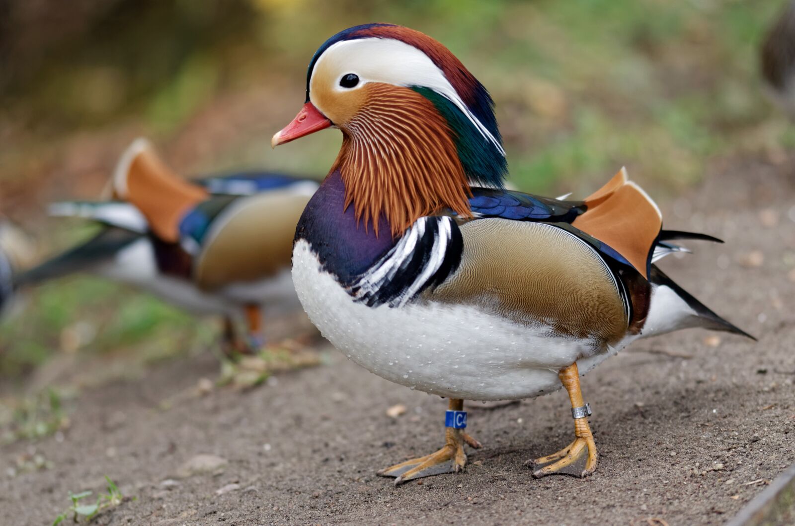 Nikon D5100 sample photo. Duck, mandarin, bird photography