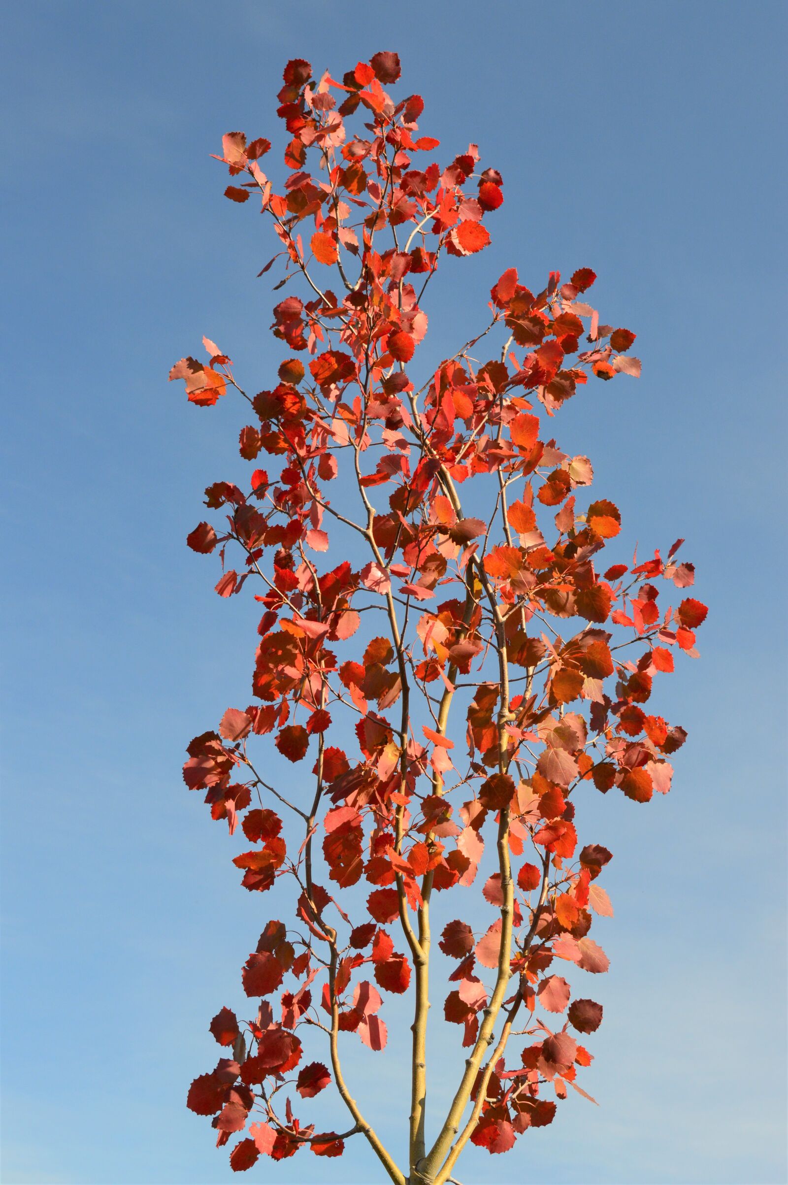 Nikon D3200 sample photo. Tree, leaves, fall photography