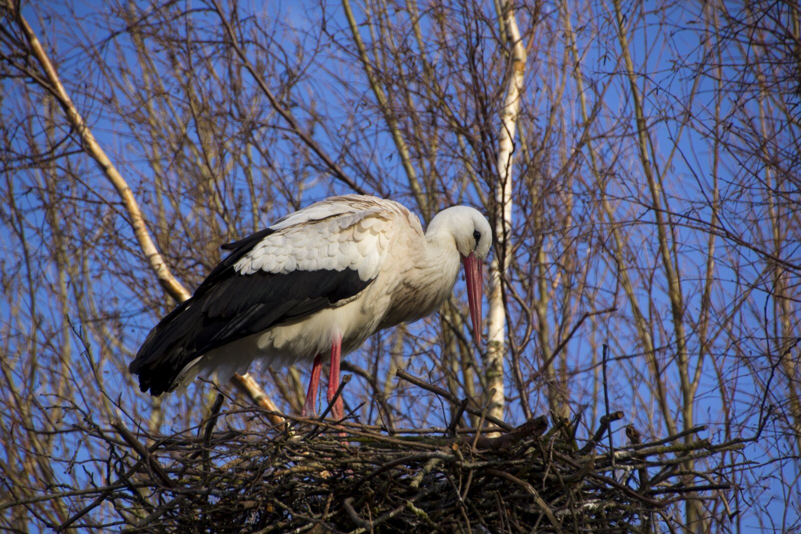 Canon EOS 60D sample photo. Stork, nature, bird photography