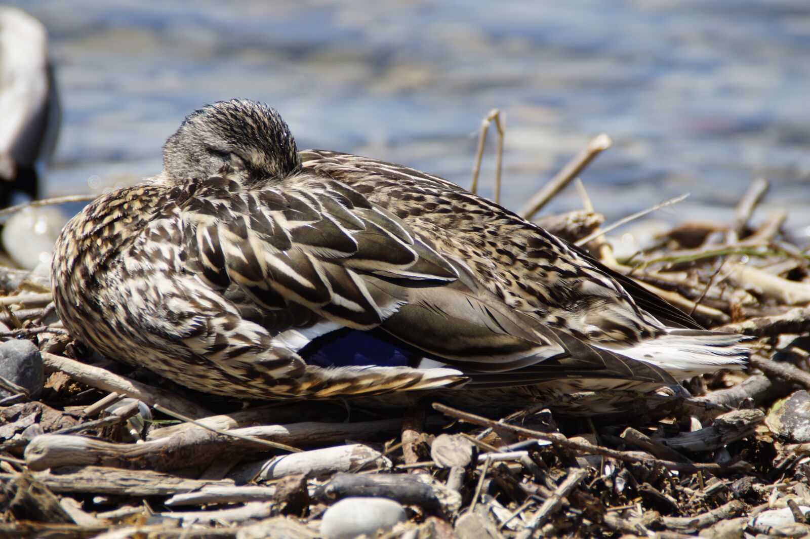 Sony SLT-A58 sample photo. Female, sleep, duck photography