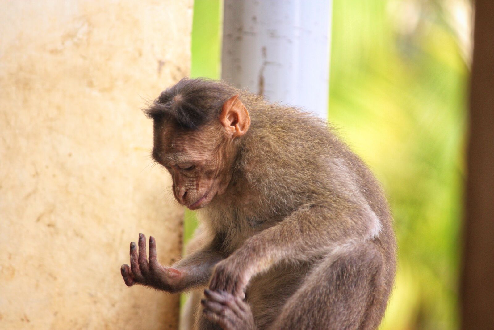 Canon EOS 700D (EOS Rebel T5i / EOS Kiss X7i) sample photo. Monkey, primate, ape photography