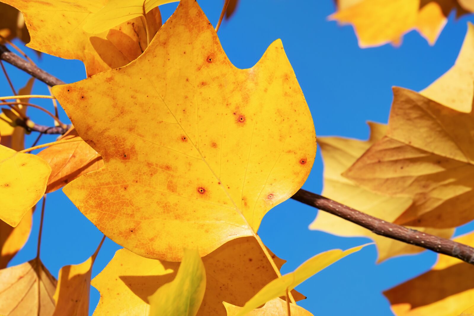 Fujifilm XF 55-200mm F3.5-4.8 R LM OIS sample photo. Autumn, leaf, yellow photography