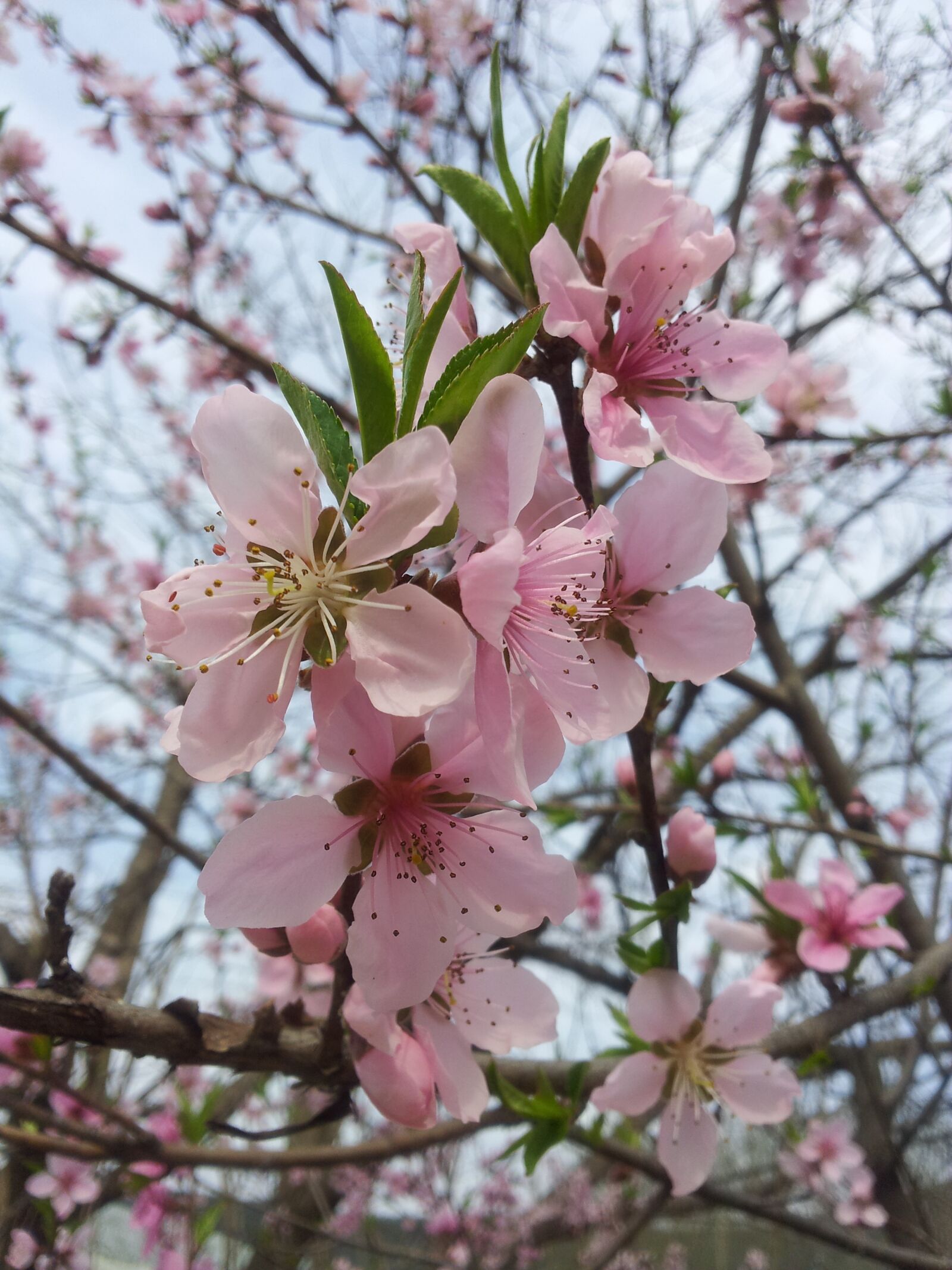 Samsung Galaxy Note sample photo. Copy flower, spring, peach photography