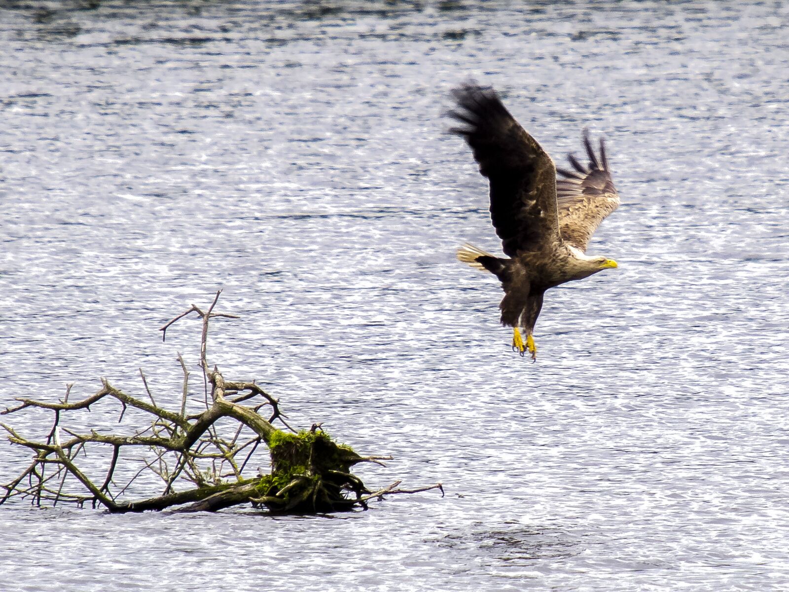 SIGMA 50-500mm F4-6.3 DG HSM sample photo. White tailed eagle, adler photography