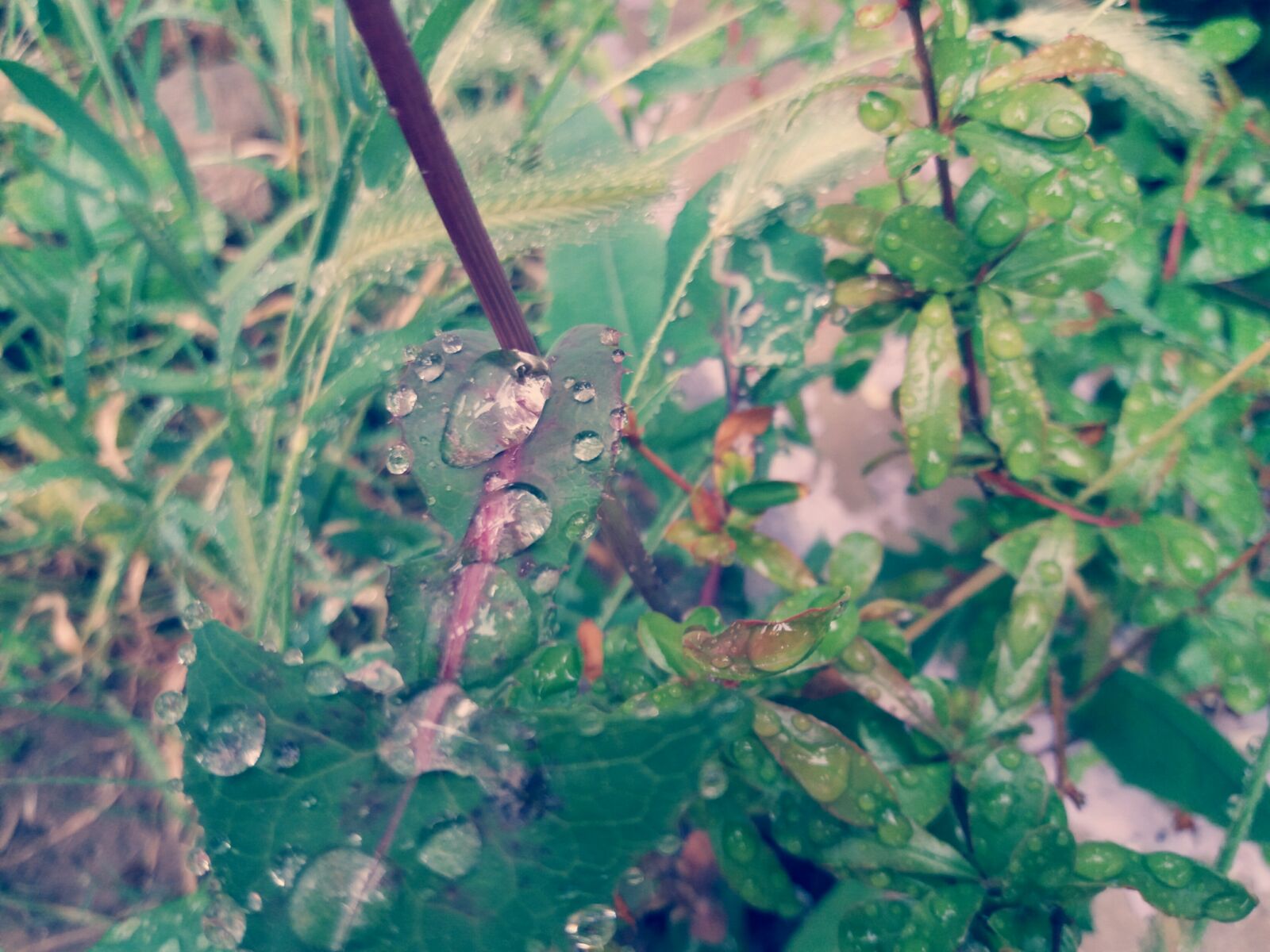 Samsung Galaxy J5(2016) sample photo. Flowers, water, cute photography