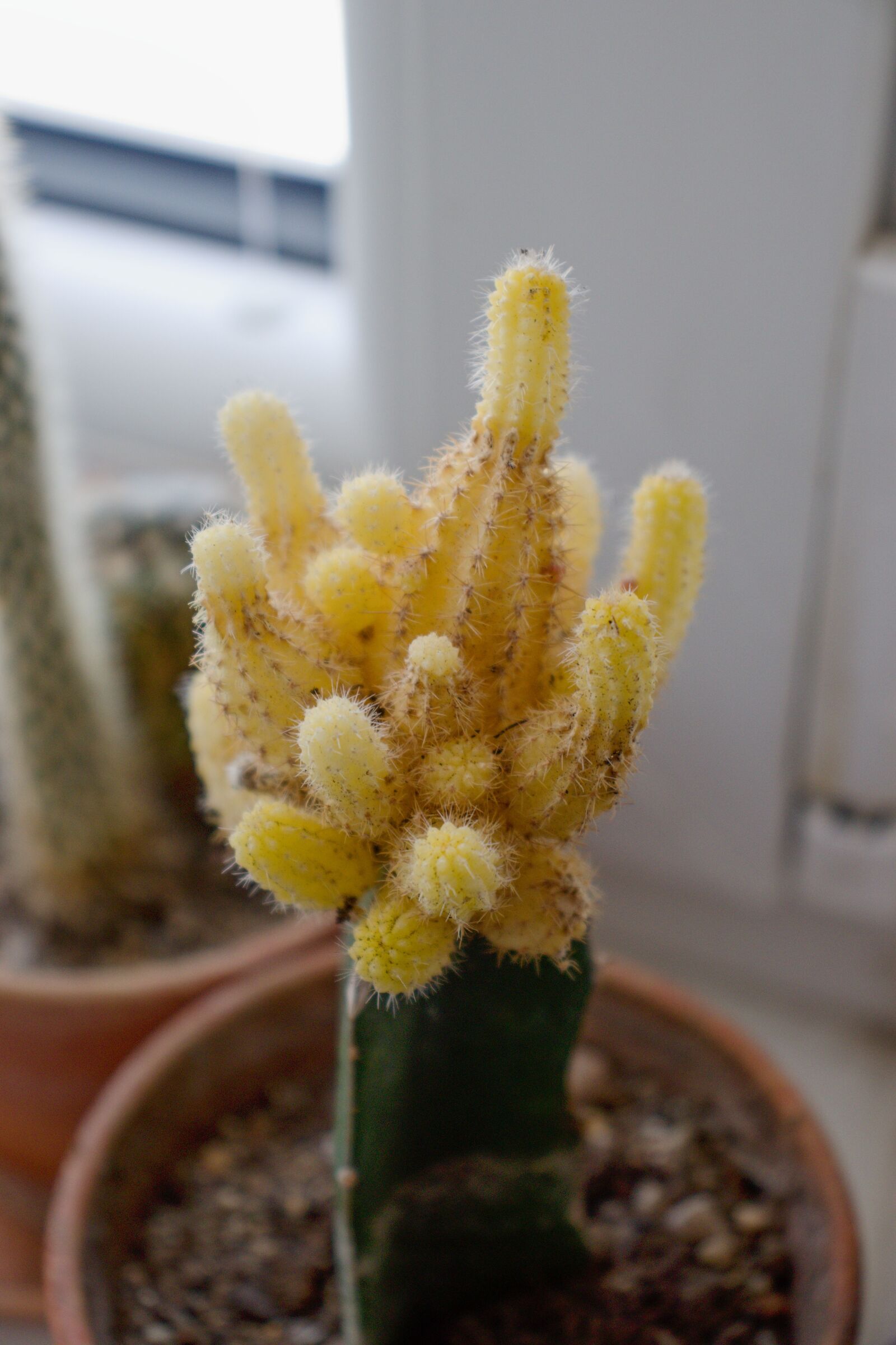 Canon EF-S 18-55mm F4-5.6 IS STM sample photo. Cactus, yellow, plant photography