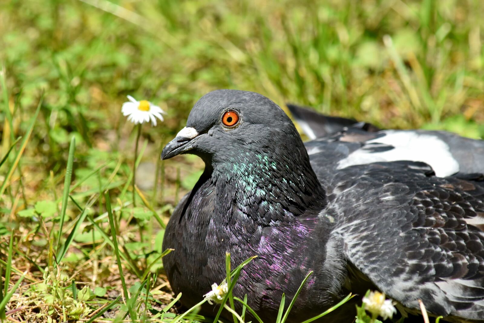Nikon D5500 sample photo. Close-up, colorful, eye, head photography