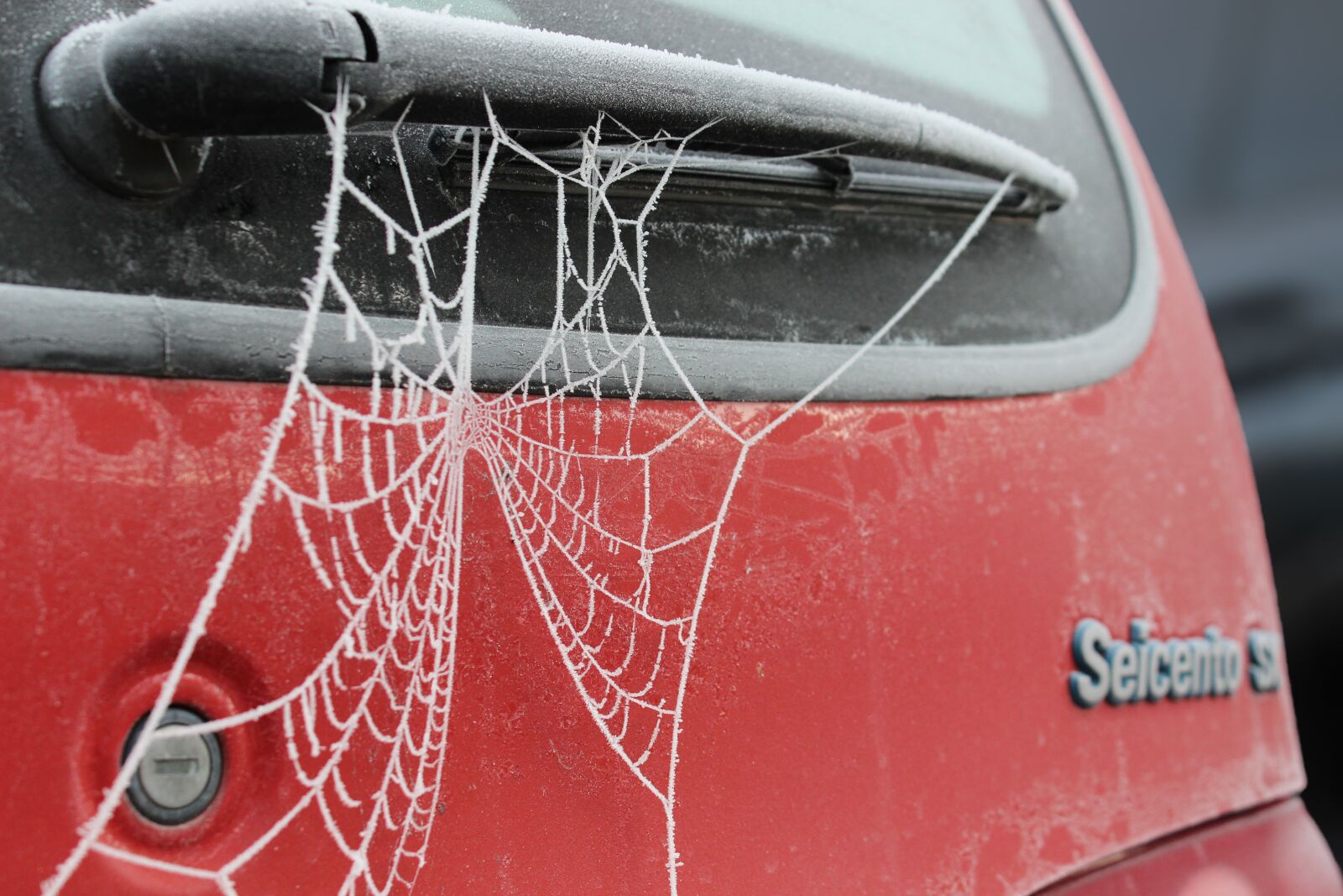 Canon EOS 600D (Rebel EOS T3i / EOS Kiss X5) sample photo. Cobweb, frost, hoarfrost photography