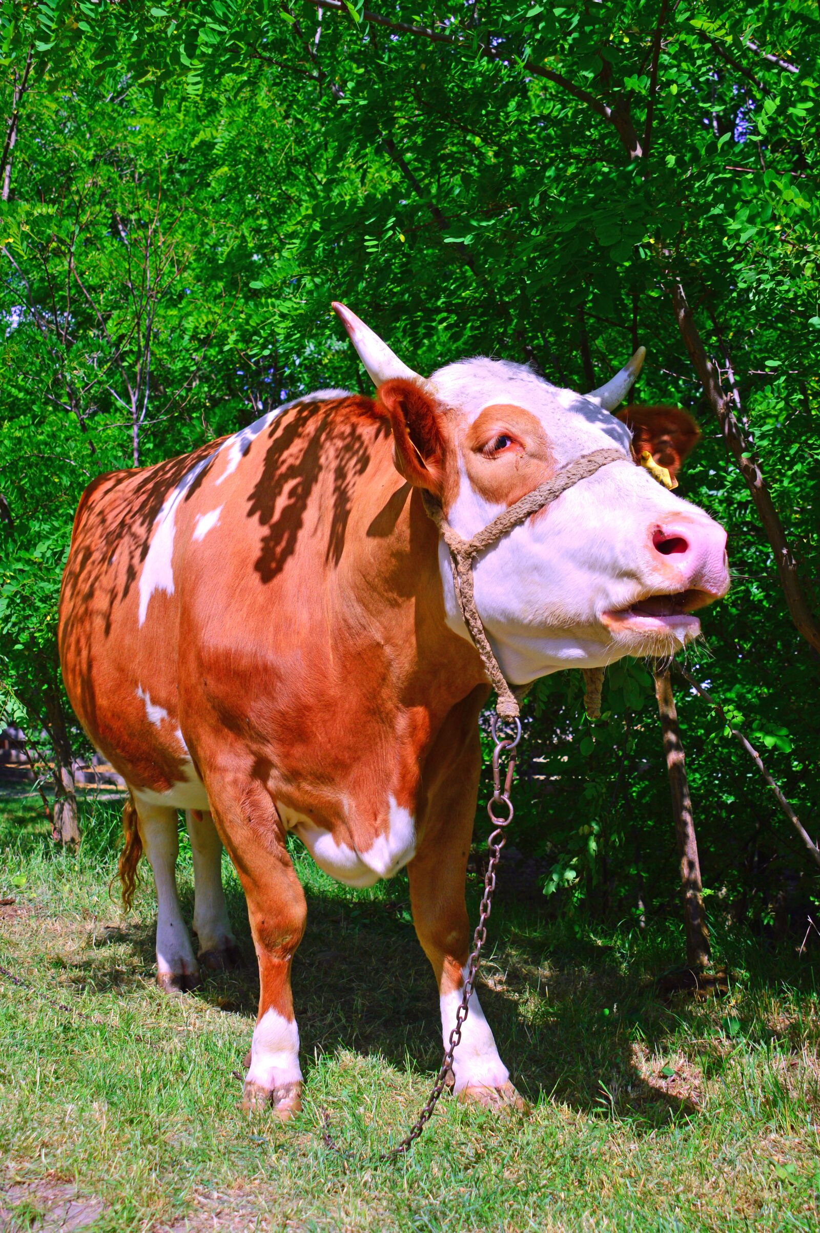 Nikon D3200 sample photo. Cow, boo, cattle photography