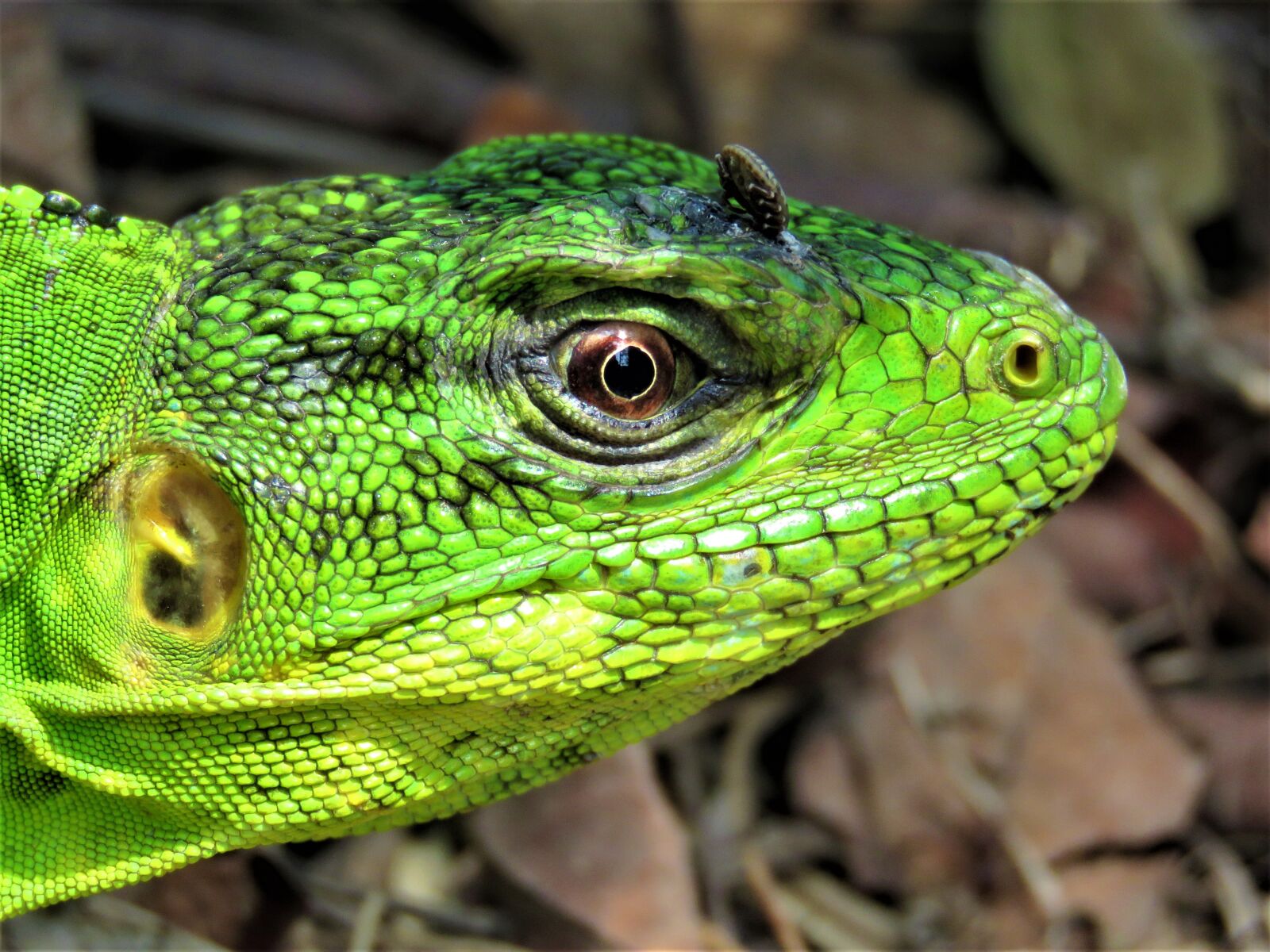 Canon PowerShot SX60 HS sample photo. Lizard, green, reptile photography