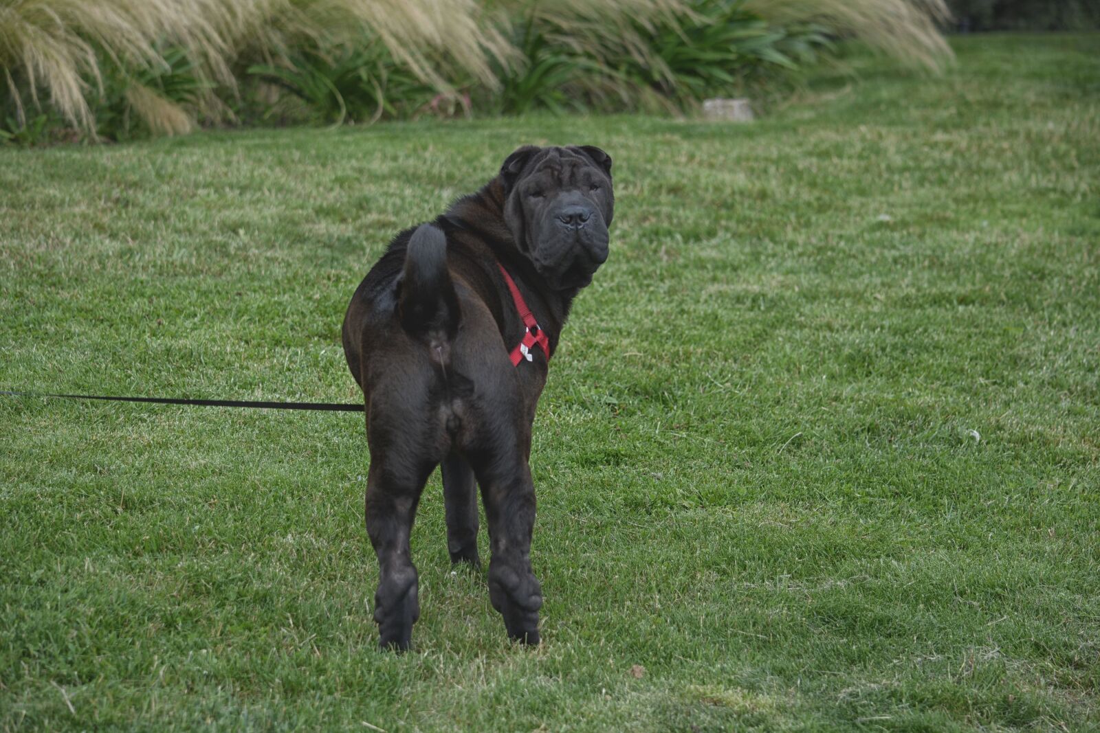 Nikon D5200 sample photo. Dog, charpei, canine photography
