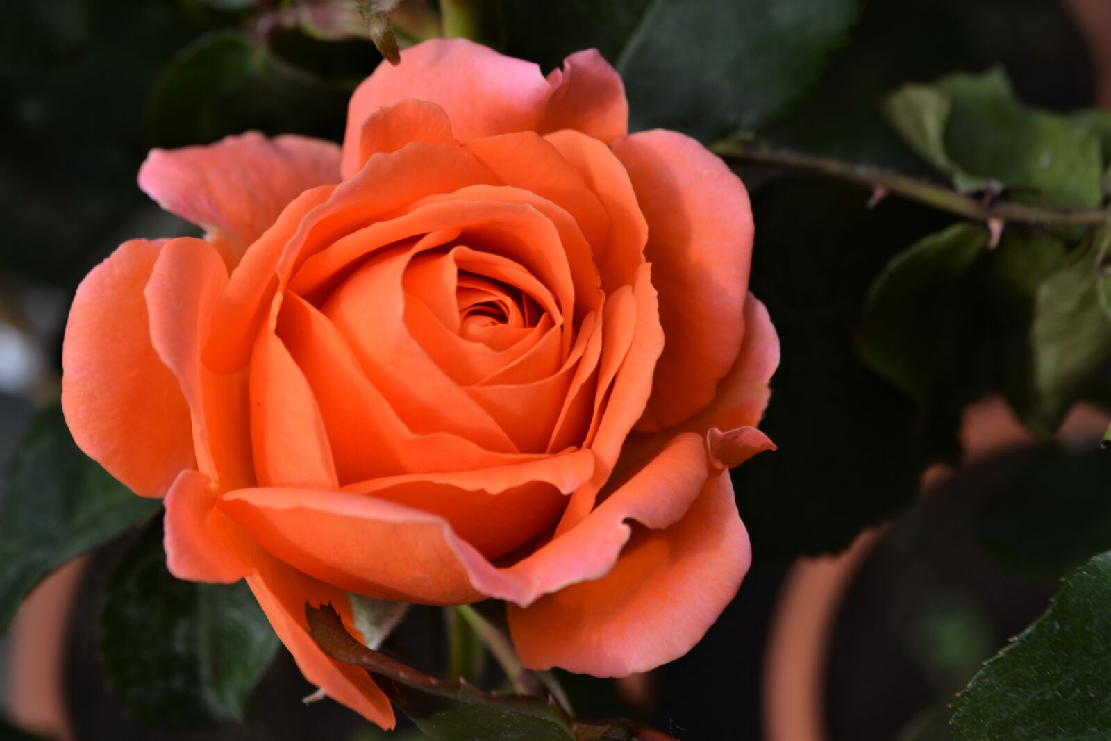 Nikon D5200 sample photo. Rose, orange, blossom photography