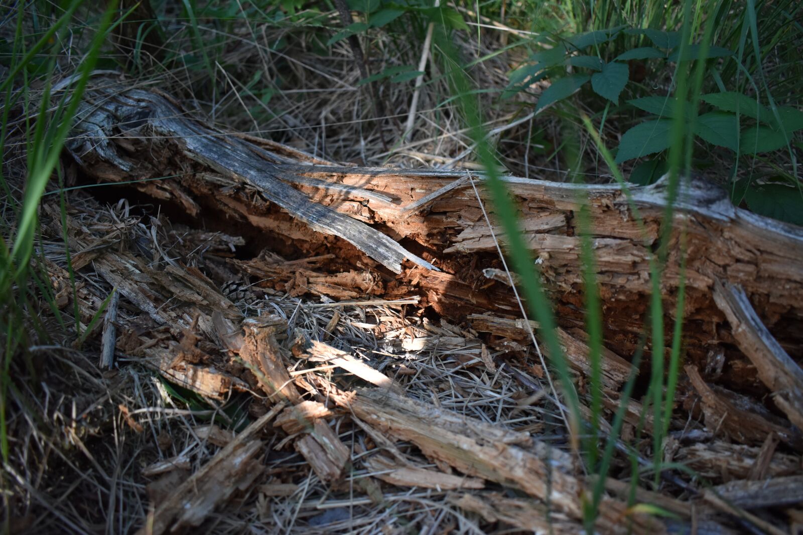 Nikon D5600 sample photo. Decay, nature, broken photography
