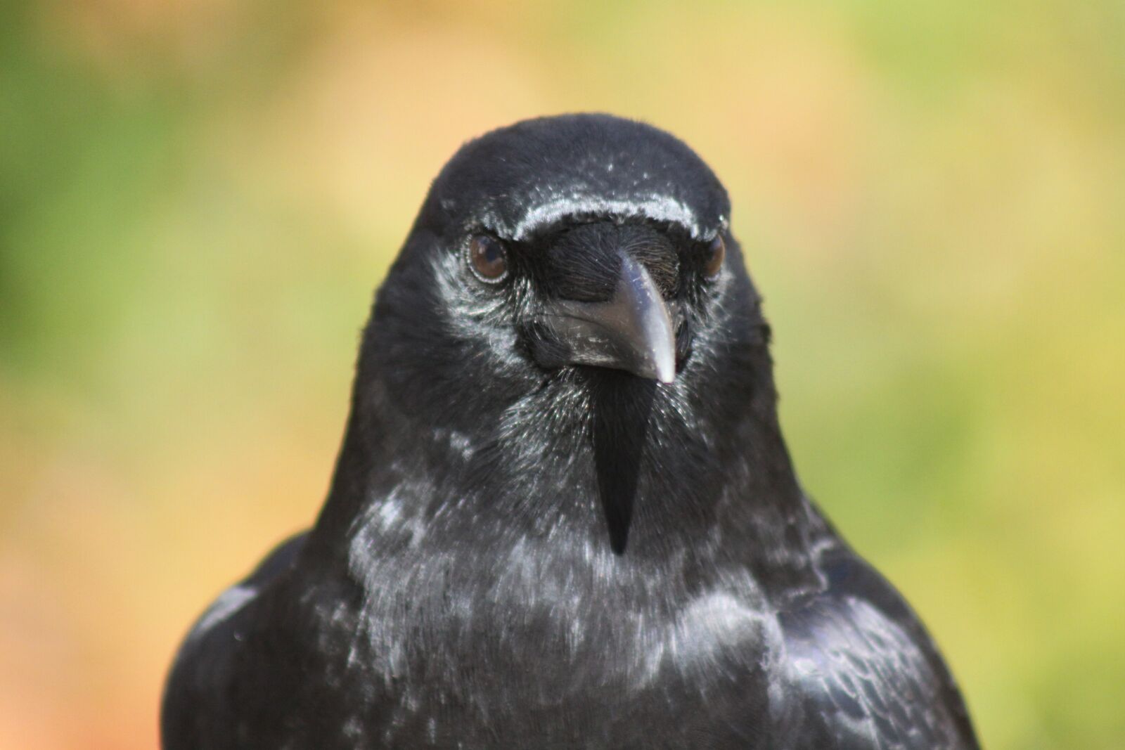 Canon EOS 50D sample photo. Crow, portrait, pose photography