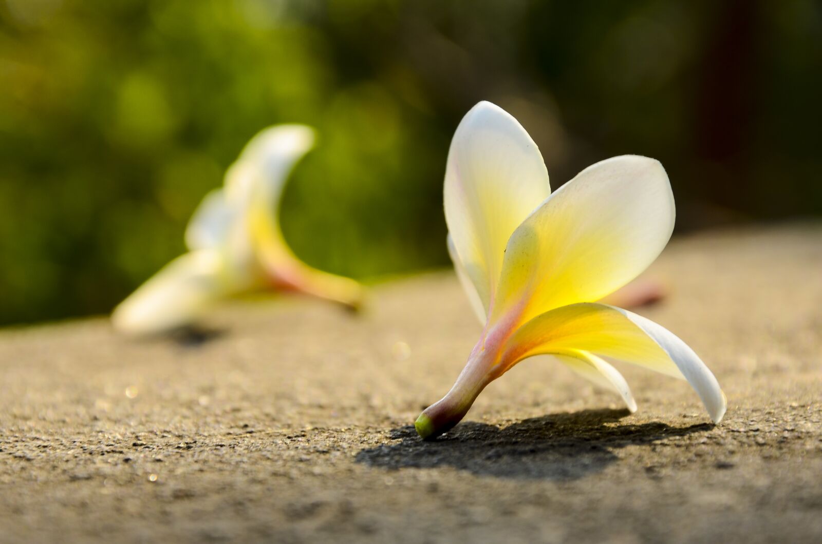 Nikon D7000 sample photo. Crocus, plant, nature photography