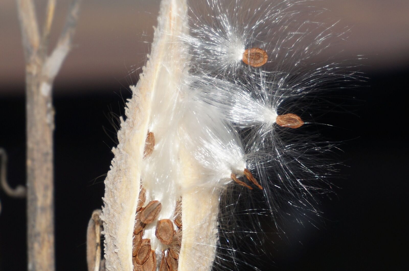 Sony Alpha NEX-3N sample photo. Milkweed, seeds, nature photography