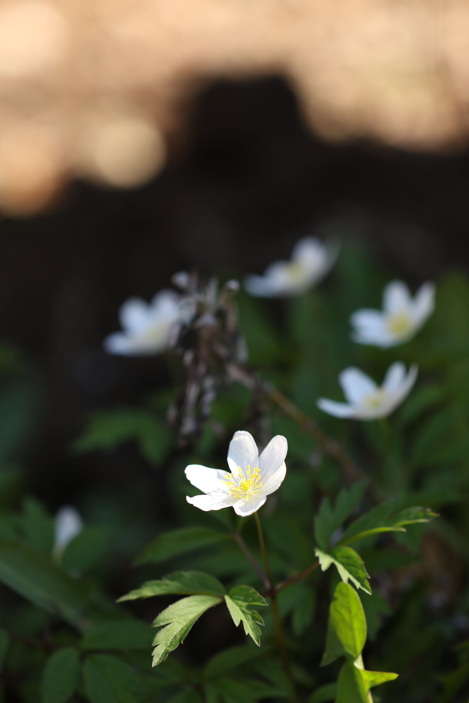 Canon EOS 7D Mark II sample photo. Flower, nature, spring photography