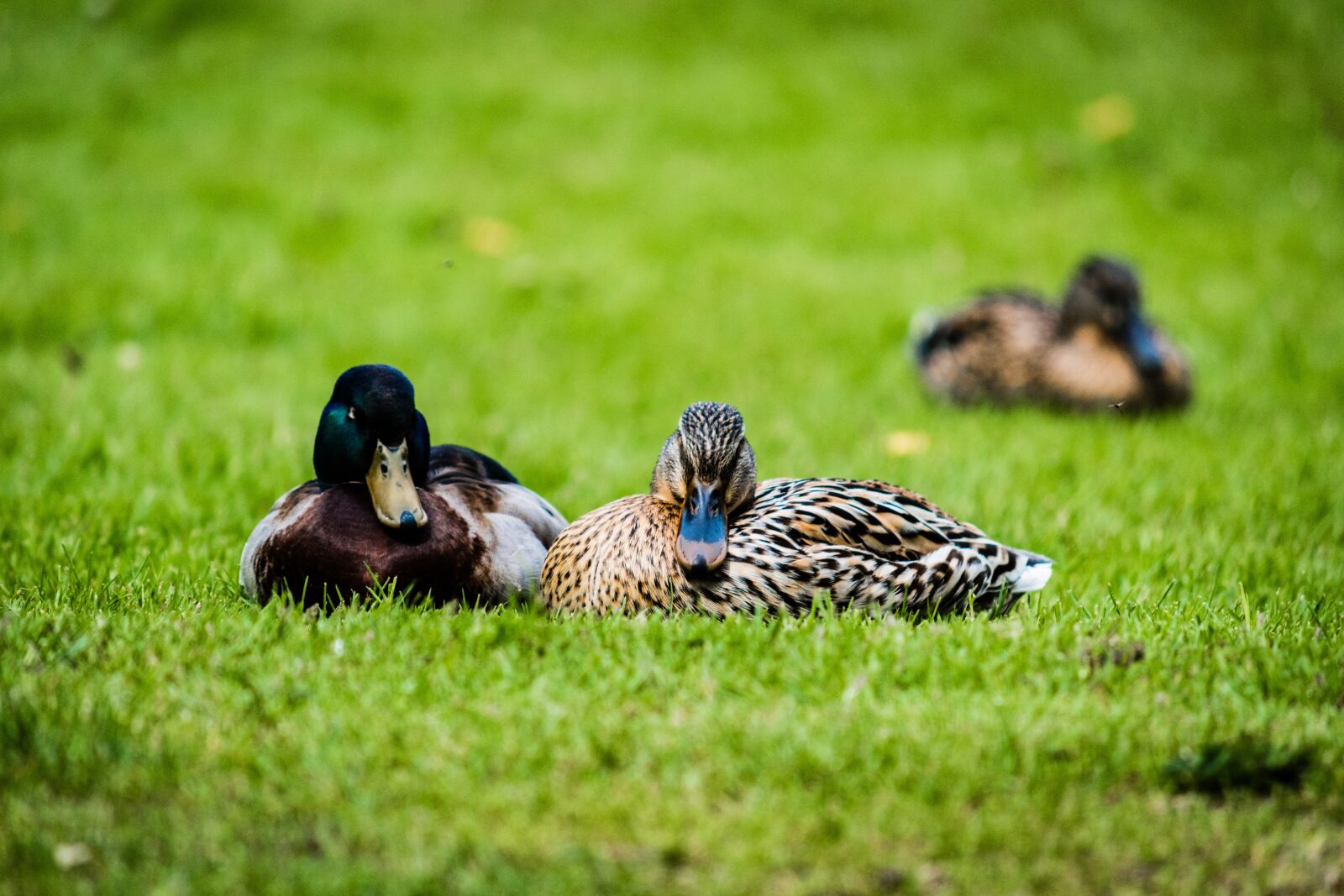 Nikon D5500 sample photo. Duck, grass, nature photography