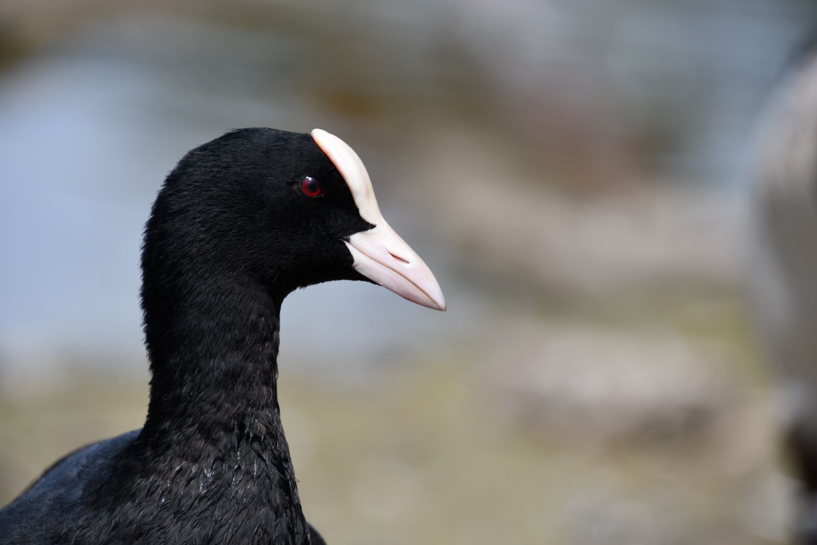 Nikon D7500 sample photo. Black, white, bird photography