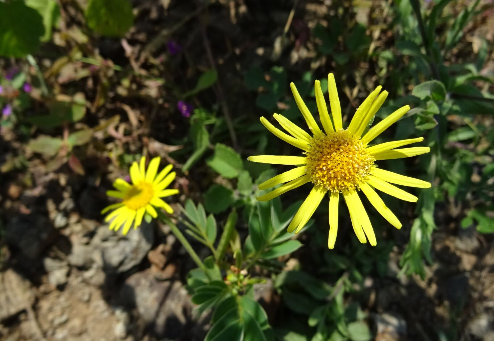 Sony DSC-HX60V sample photo. Flower, yellow, sontikli photography