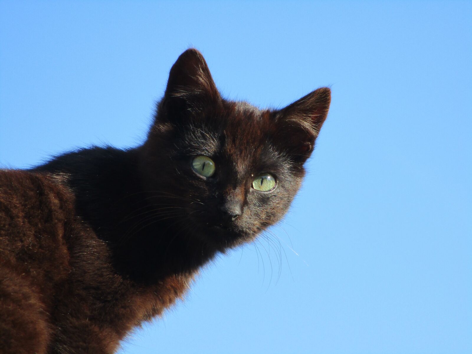 Canon IXUS 185 sample photo. Cat, black, sky photography