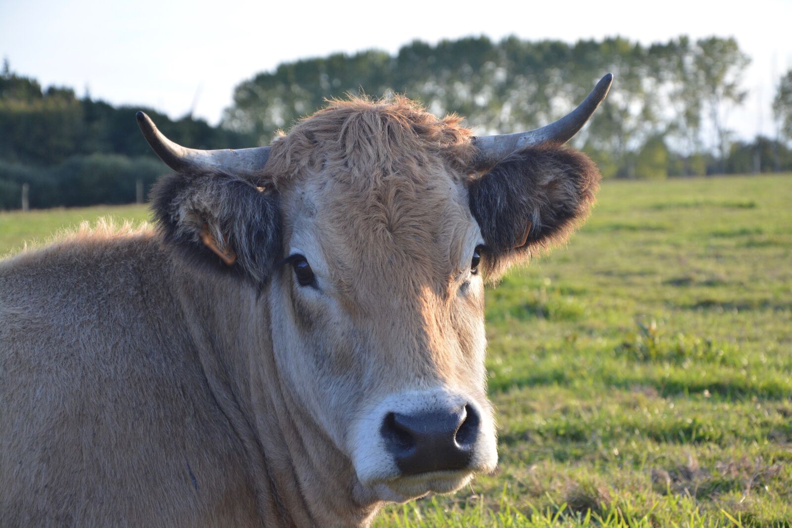 Nikon D5200 sample photo. Cow, cattle, ruminant photography