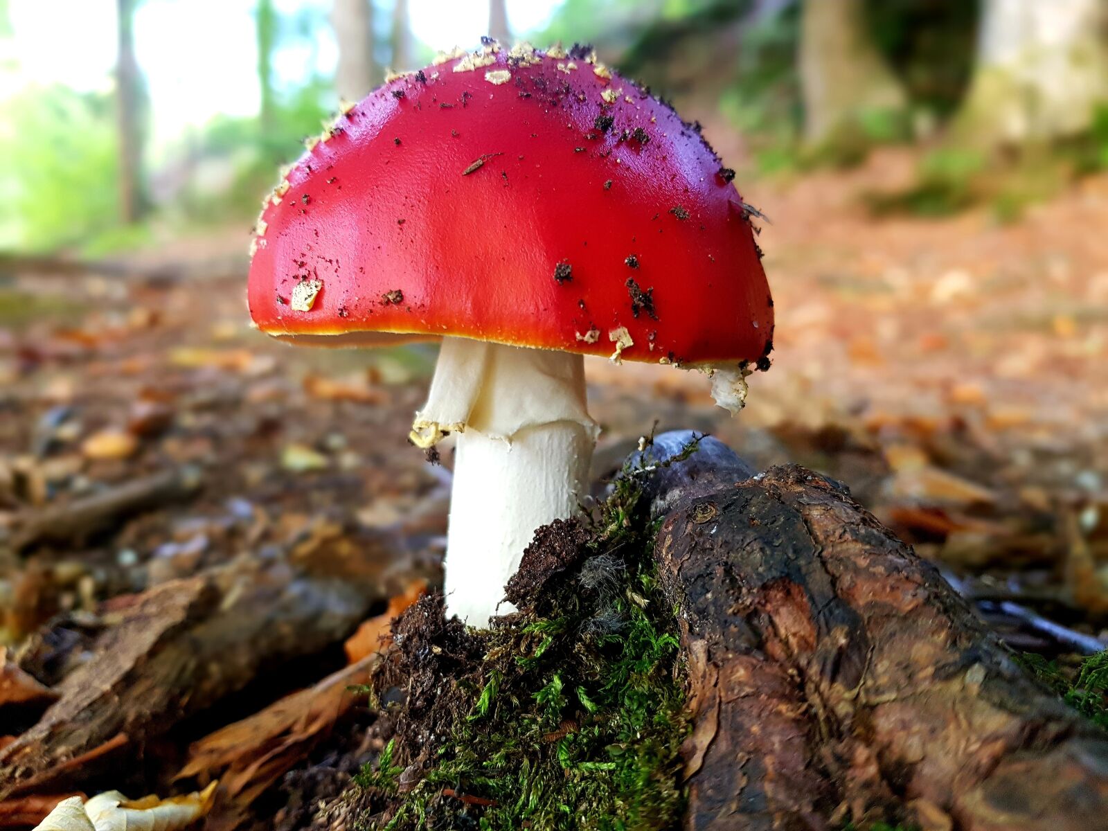 Samsung Galaxy S7 Edge sample photo. Fly agaric, red, white photography