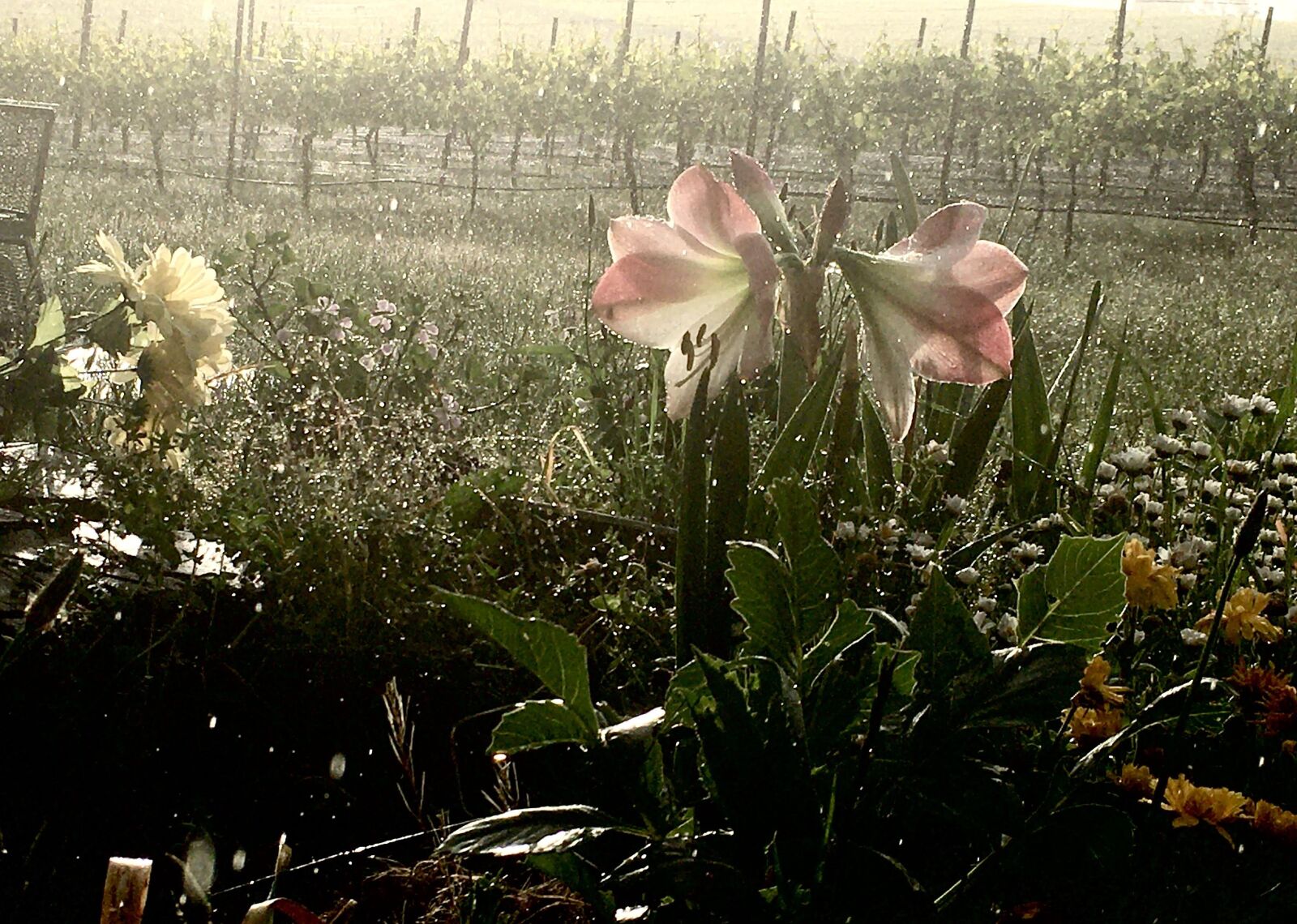 Apple iPhone 6s sample photo. Flower, vineyard, spring photography
