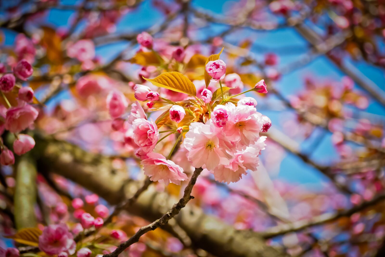Olympus OM-D E-M10 sample photo. Flower, nature, tree photography