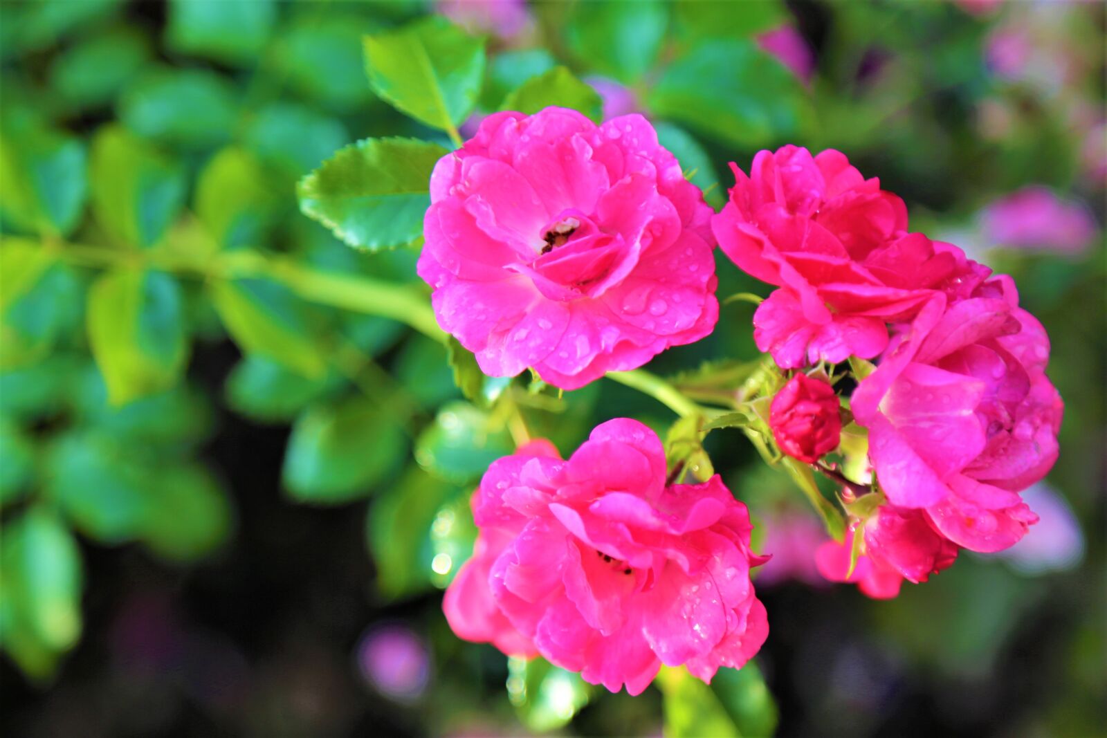Canon EF 24-105mm F4L IS USM sample photo. Roses, nature, spring photography