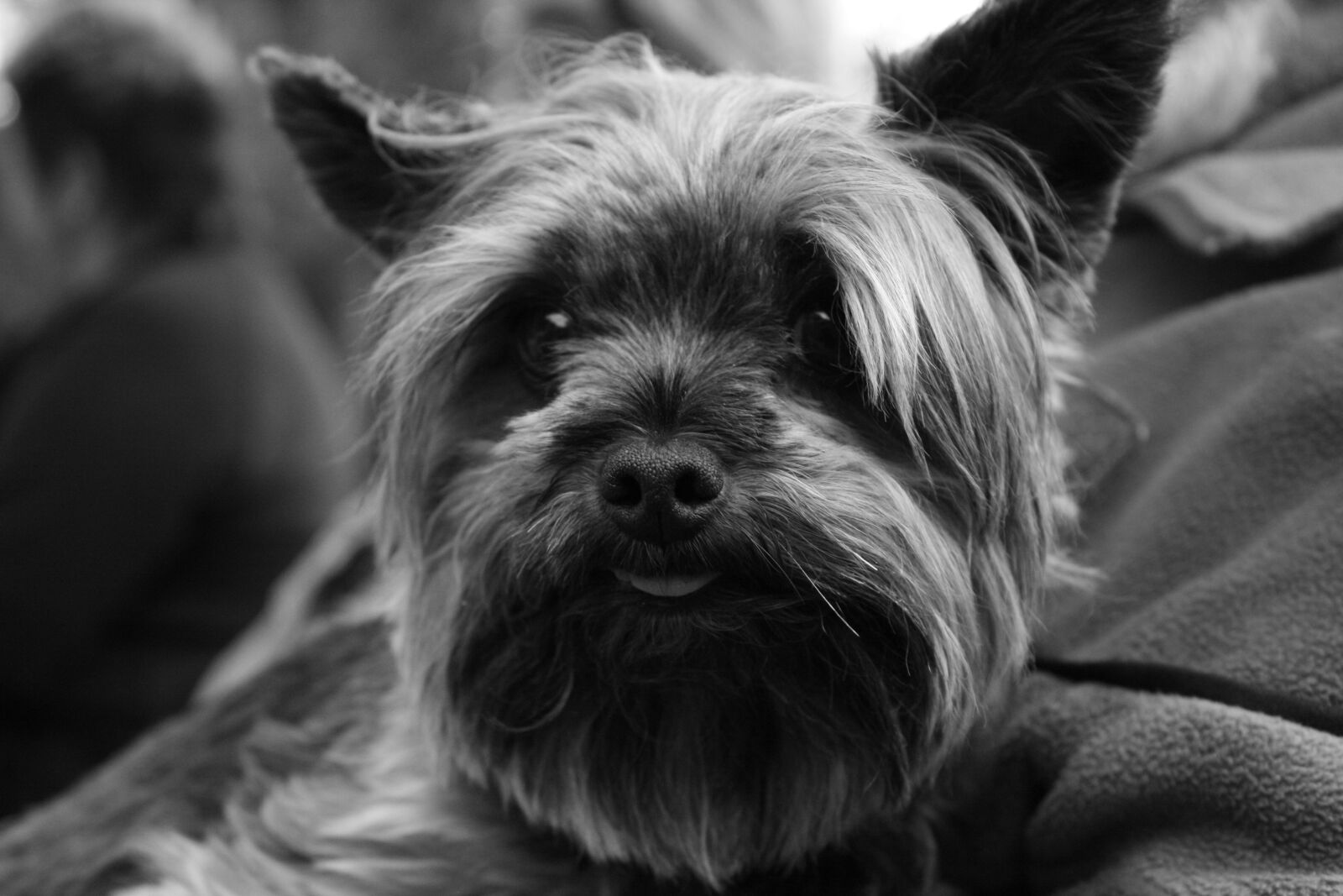 Canon EOS 1000D (EOS Digital Rebel XS / EOS Kiss F) sample photo. Dog, black, white photography